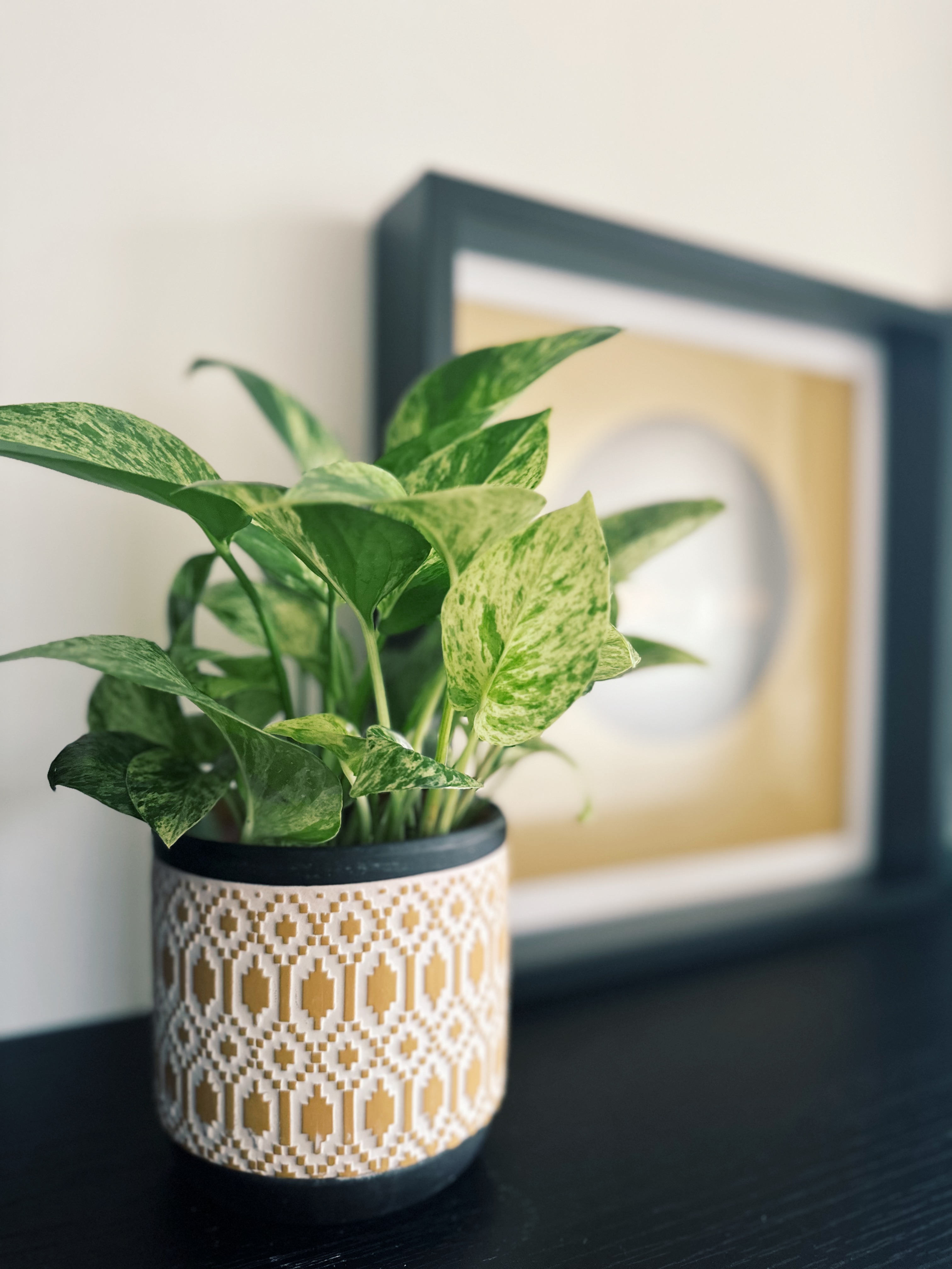 Flora and faux-na 🌱 - Green potted plant with variegated leaves, white and gold patterned pot, indoor plant in focus, modern