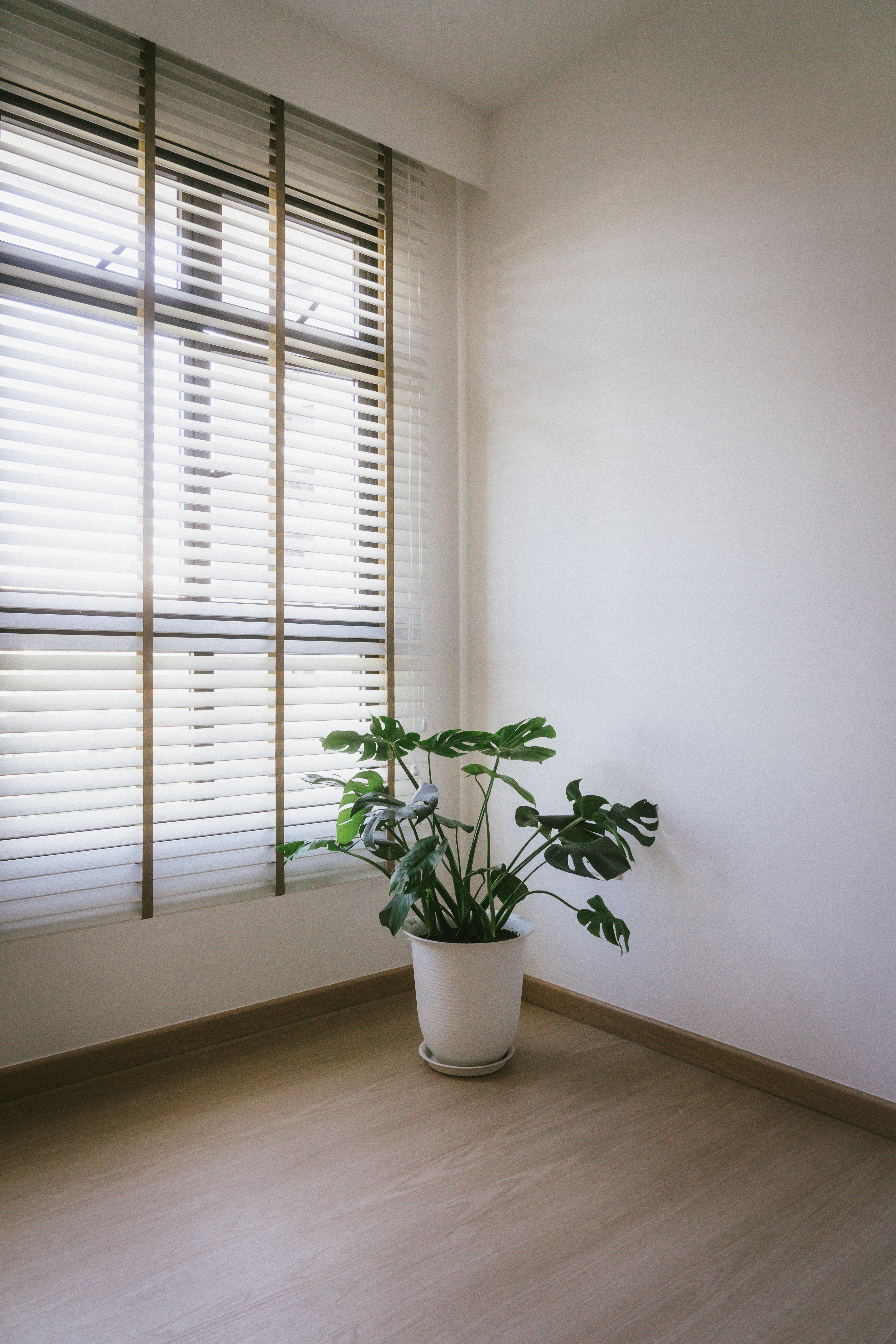 Green is the new black 🪴| Indoor plant tour | HDB Corridor "Balcony" - Bright sunlight filters through window blinds, soft