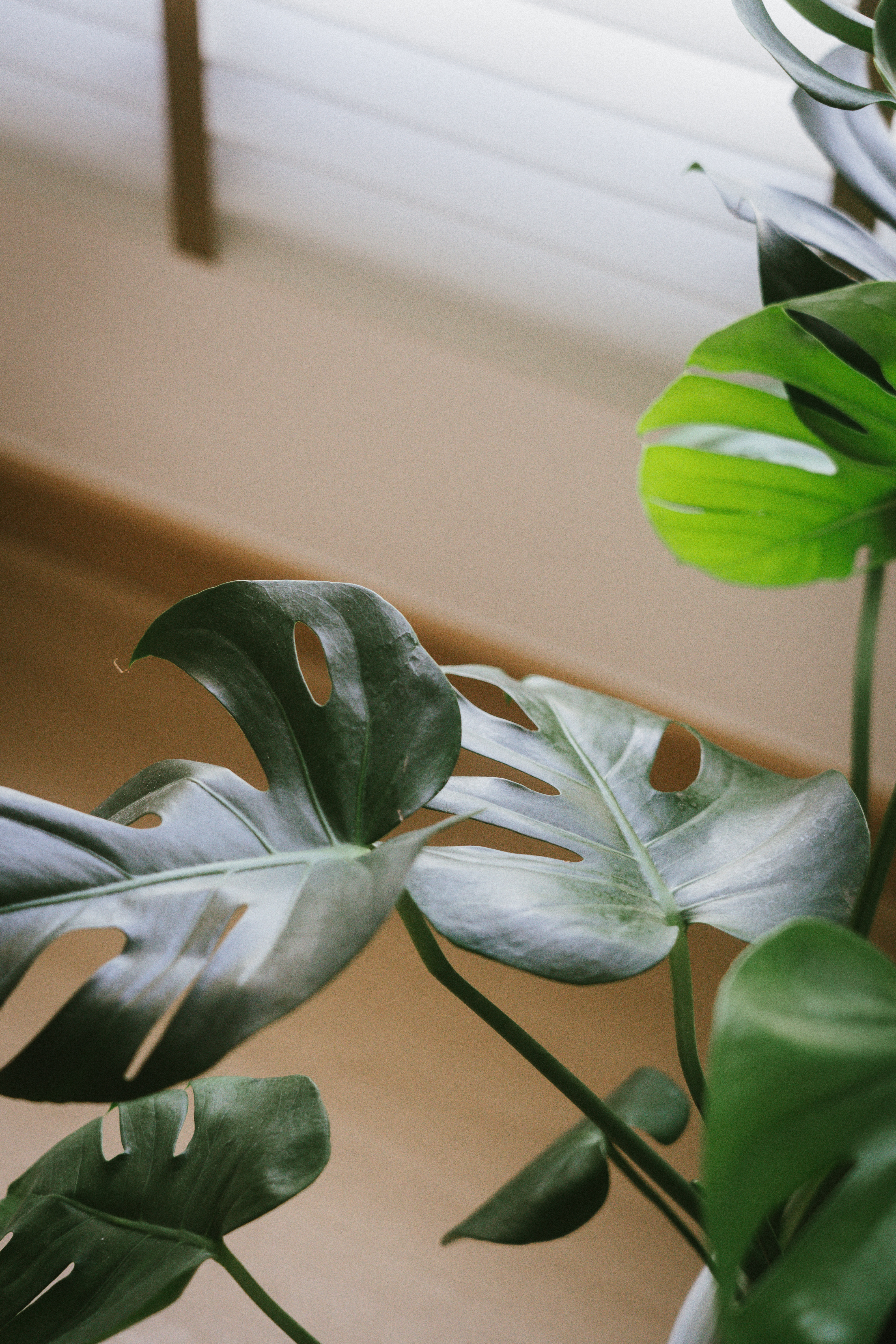 Green is the new black 🪴| Indoor plant tour | HDB Corridor "Balcony" - Green leaf with circular holes, indoor plant, indoor