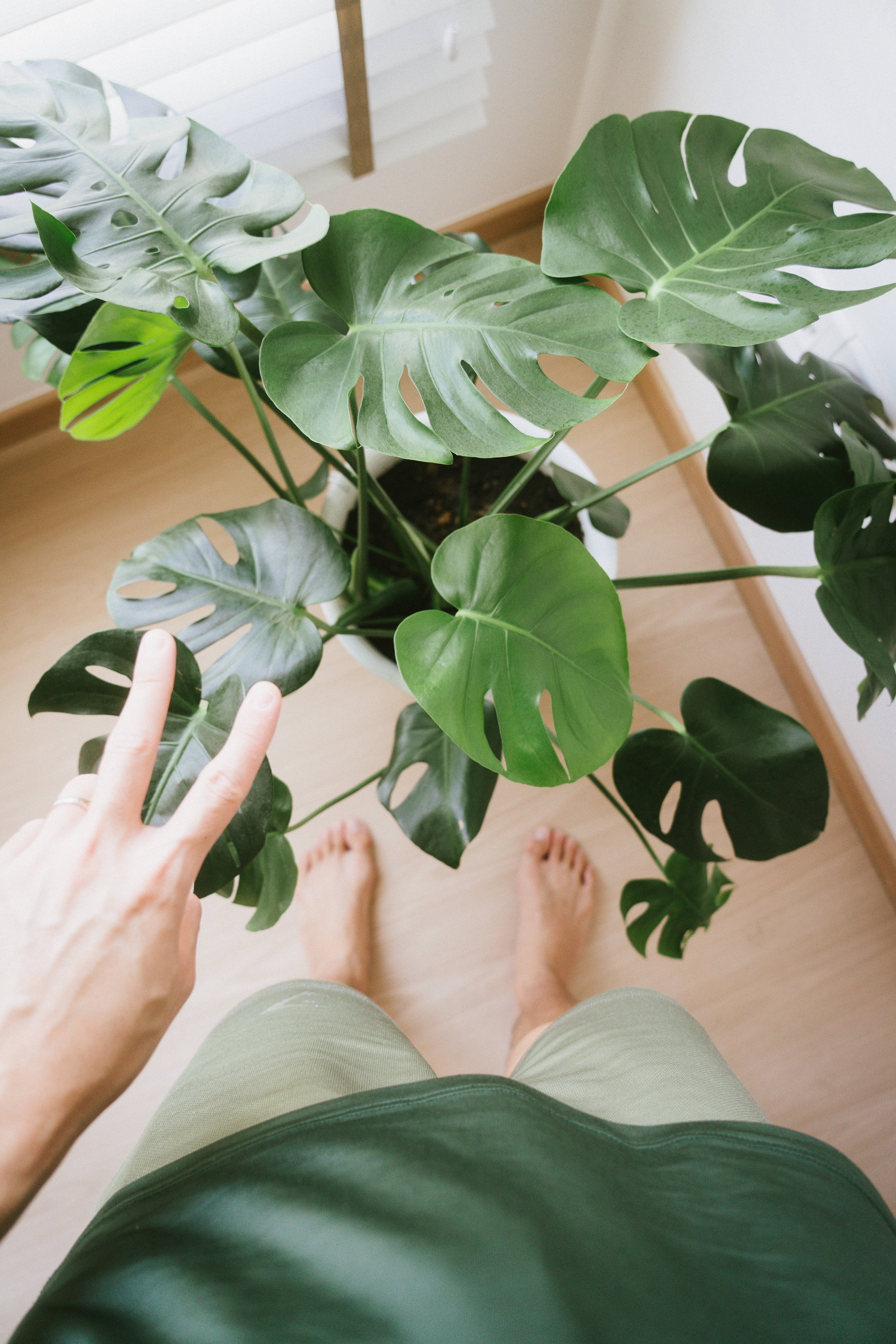 Green is the new black 🪴| Indoor plant tour | HDB Corridor "Balcony" - Green leafy plant, indoor setting, person's hand