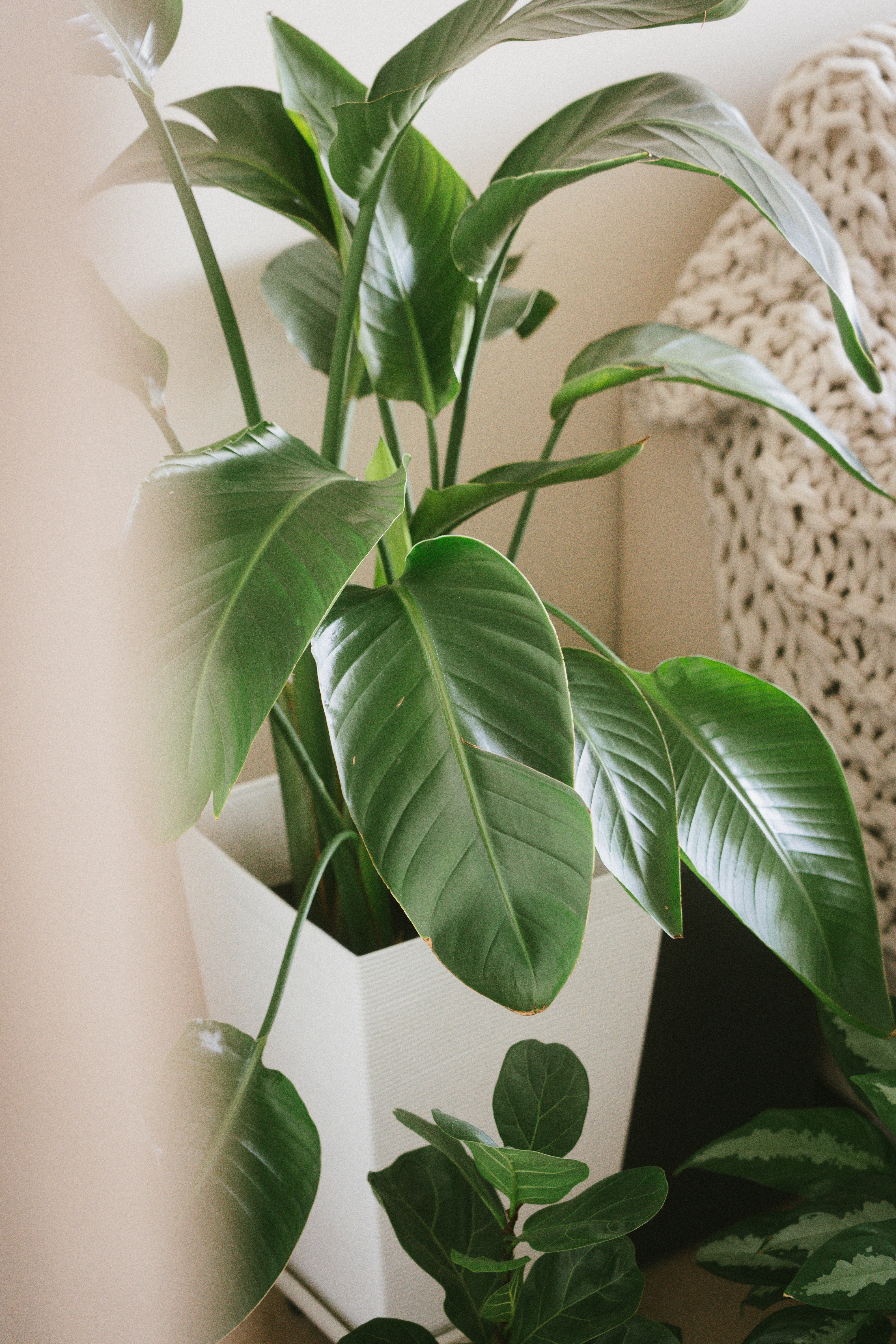 Green is the new black 🪴| Indoor plant tour | HDB Corridor "Balcony" - Green leafy plant, indoor setting, indoor plants