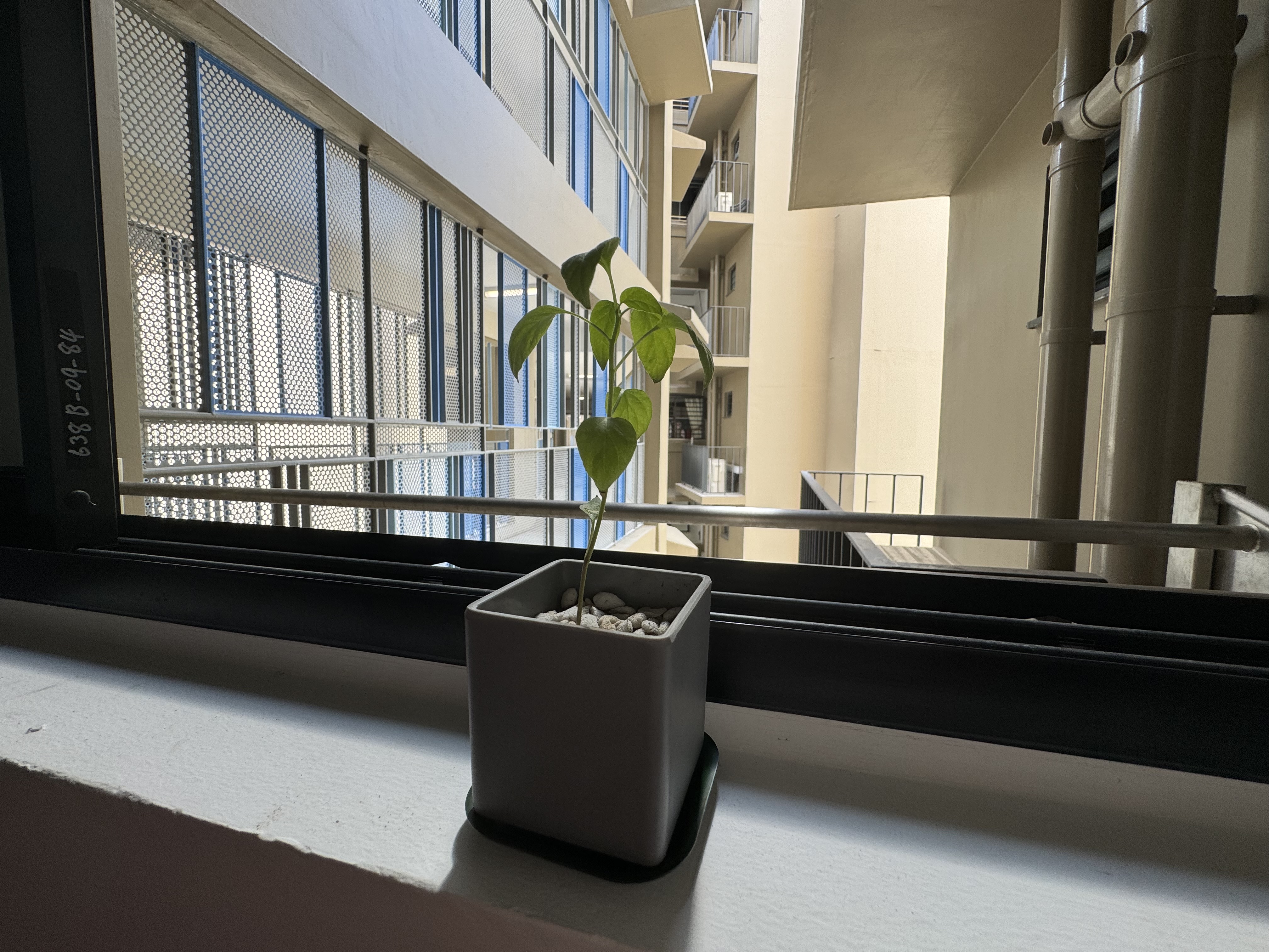 Our (not so) greenhouse 🌿