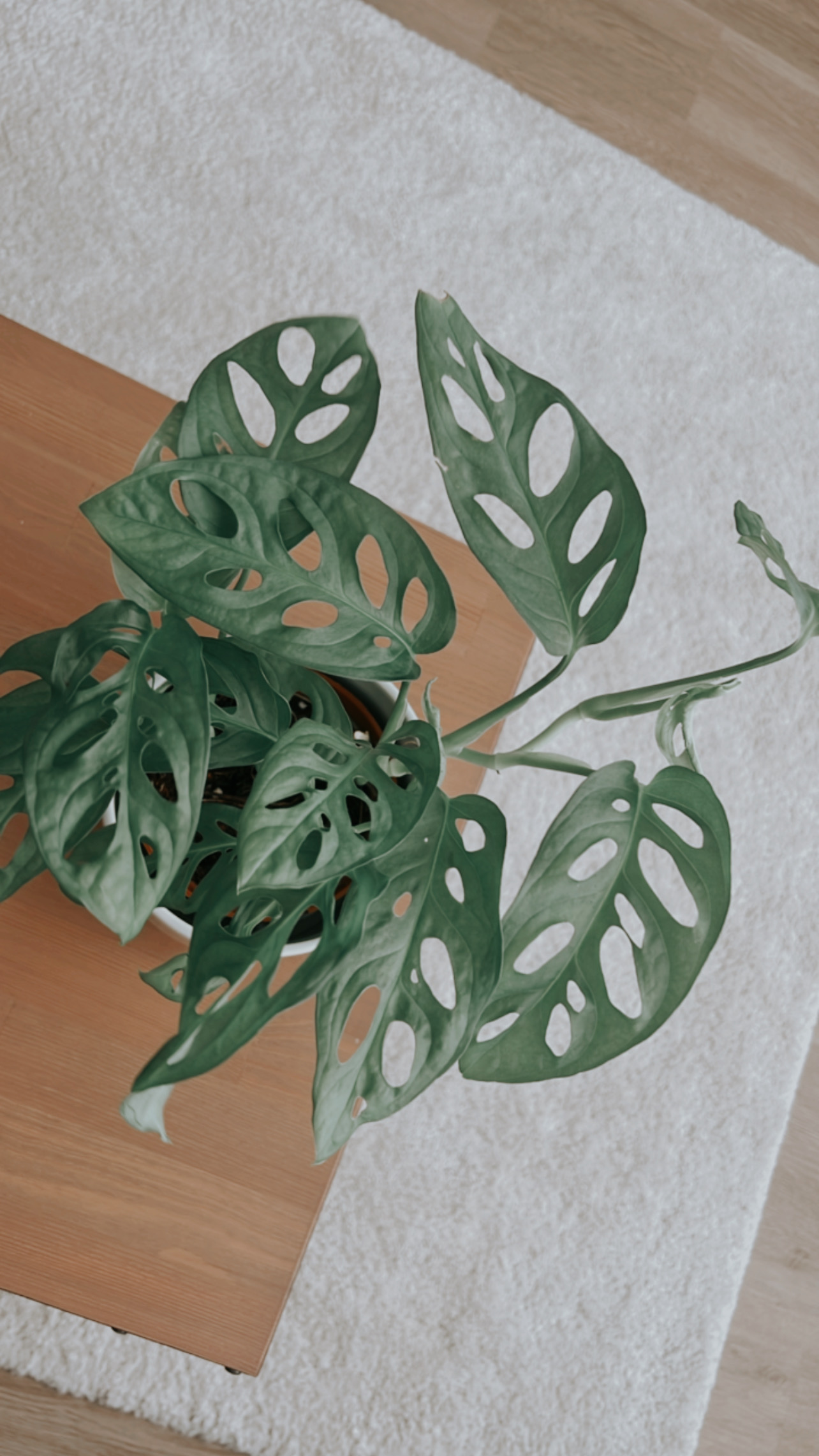 our urban oasis 🍂🍃