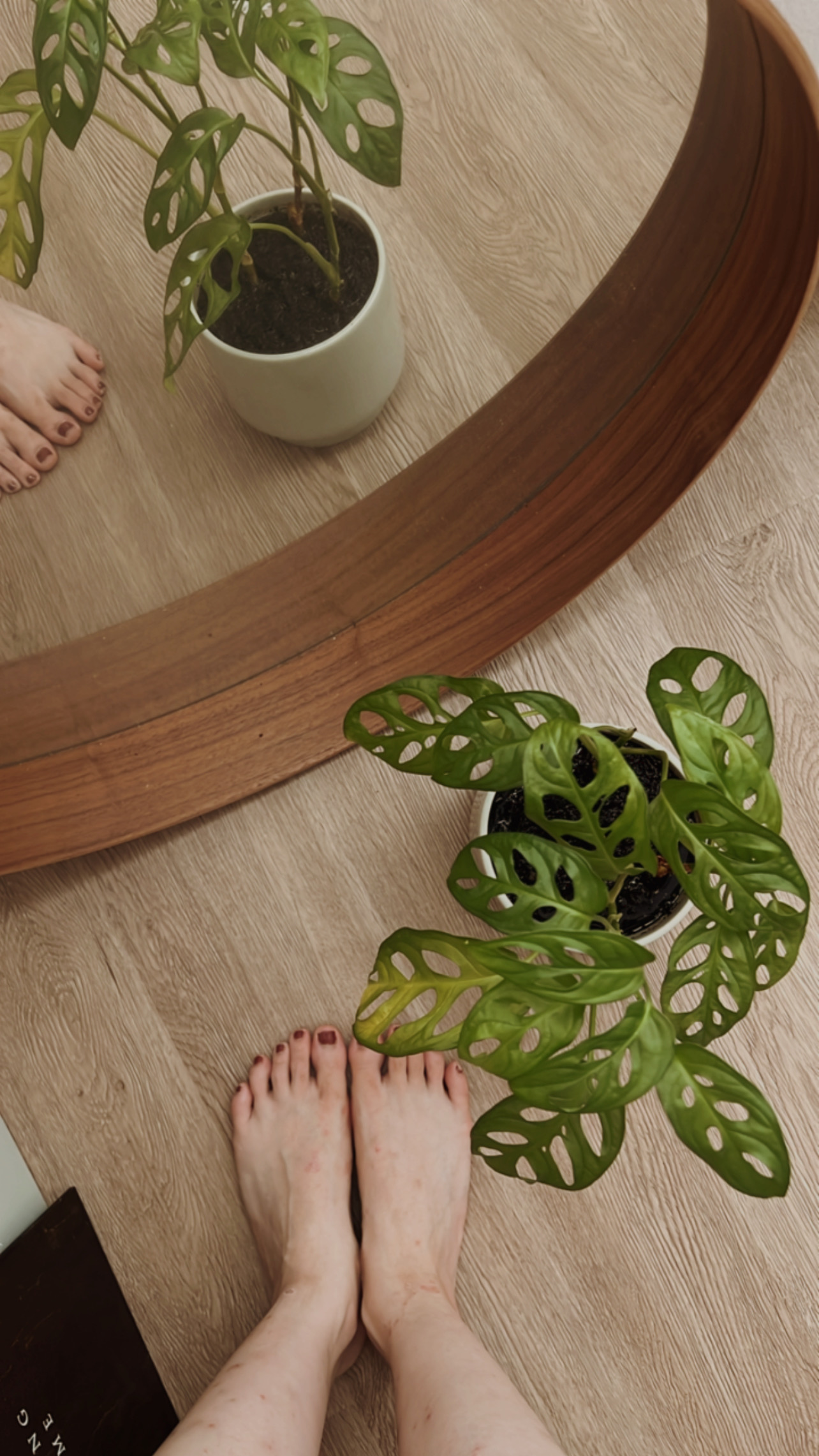 our urban oasis 🍂🍃 - Green potted plant with intricate leaf patterns, placed on a wooden floor next to a wooden curved