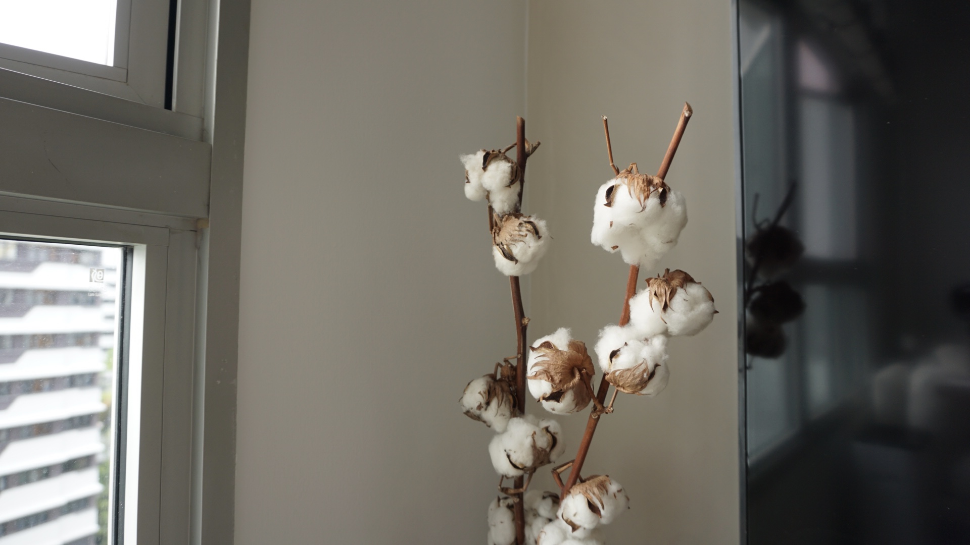 No confidence in keeping houseplants alive? Faux or dried plants it is - Cotton plant, dried cotton bolls, indoor setting