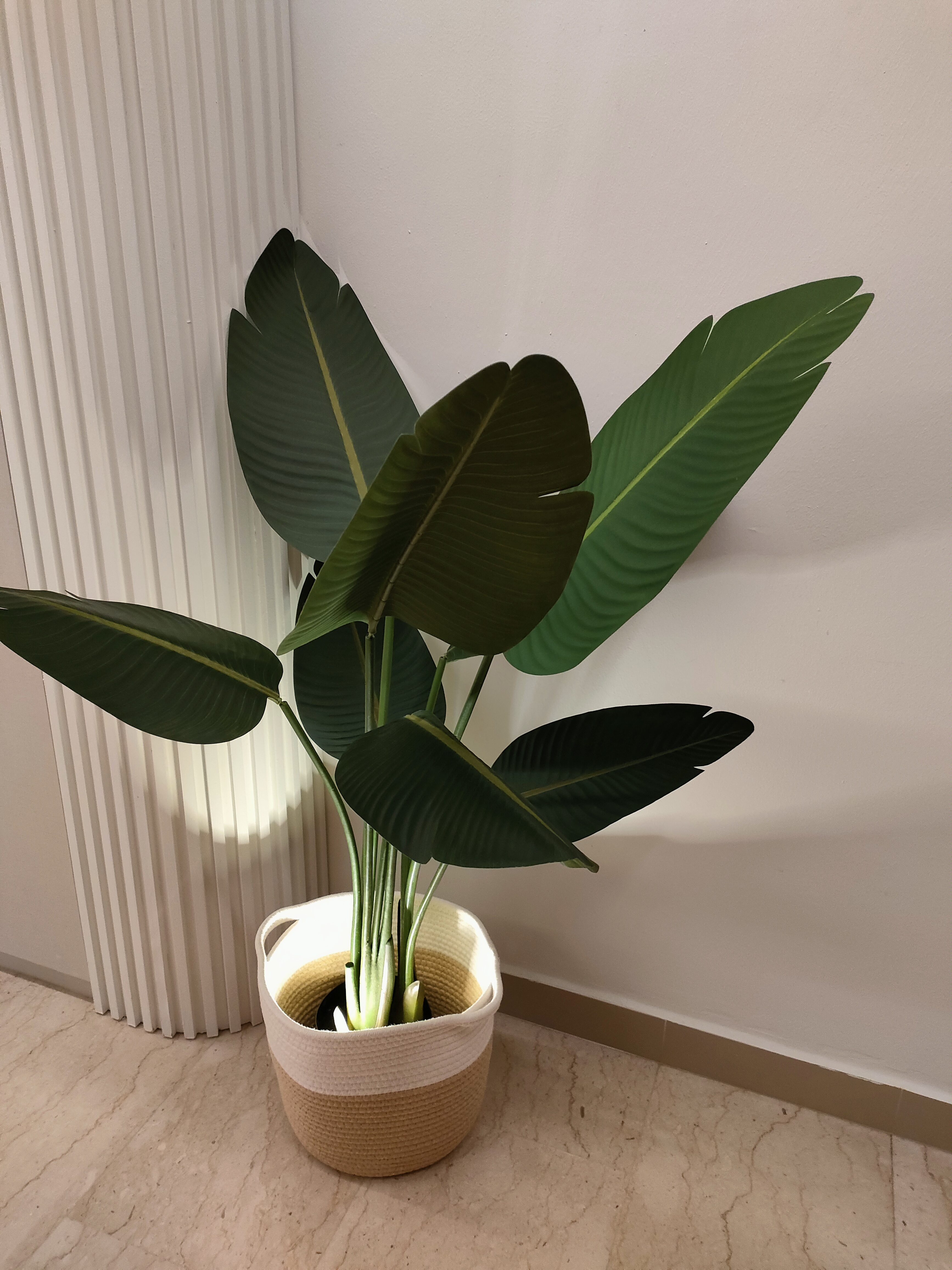 Our guests are greeted by this sight! - Large green leaves, indoor plant, indoor setting, indoor plants, indoor decoration