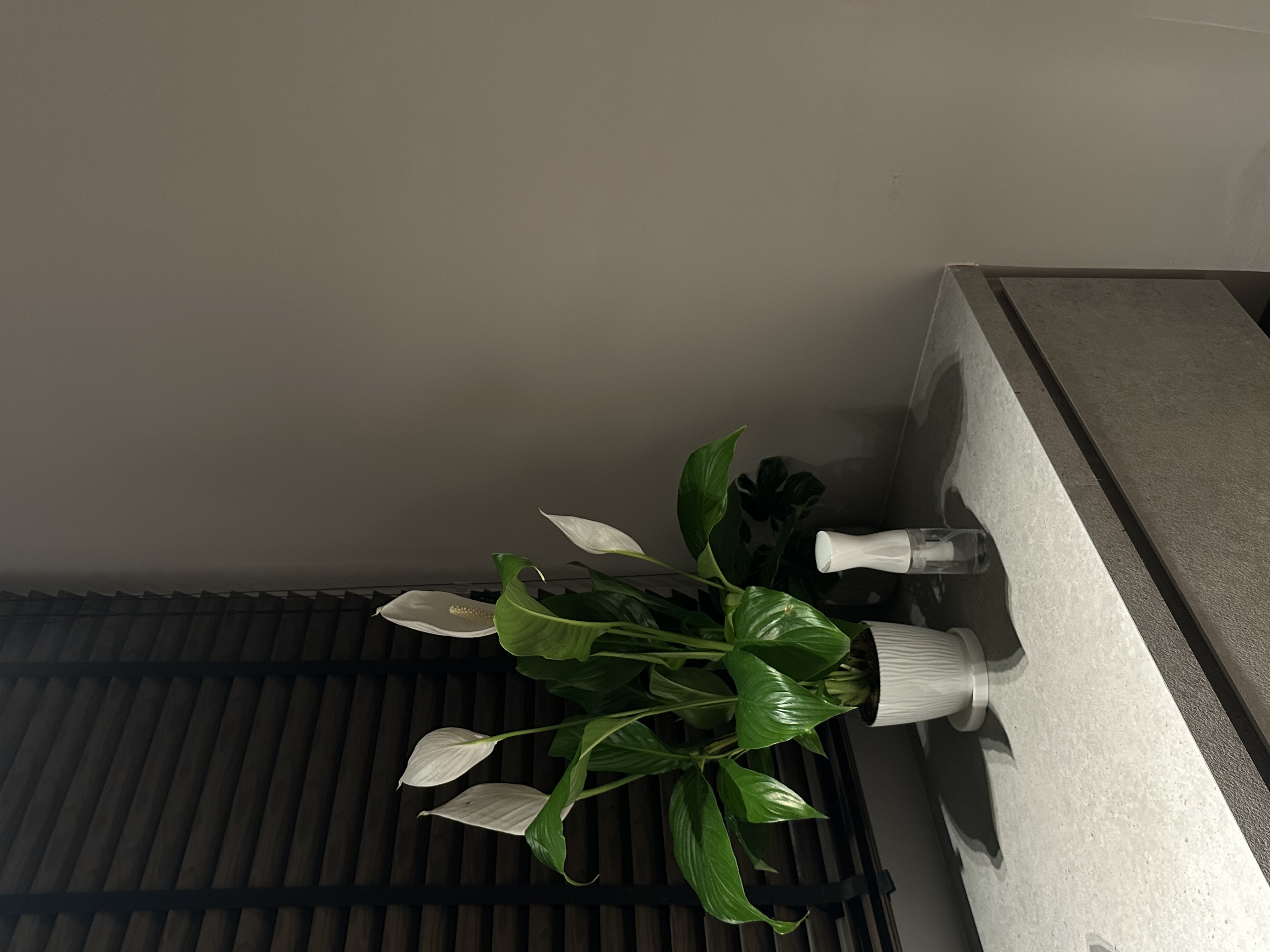 Livening our home with greenery 🍃  - succulent green plant with white flowers, indoor plant arrangement, modern interior
