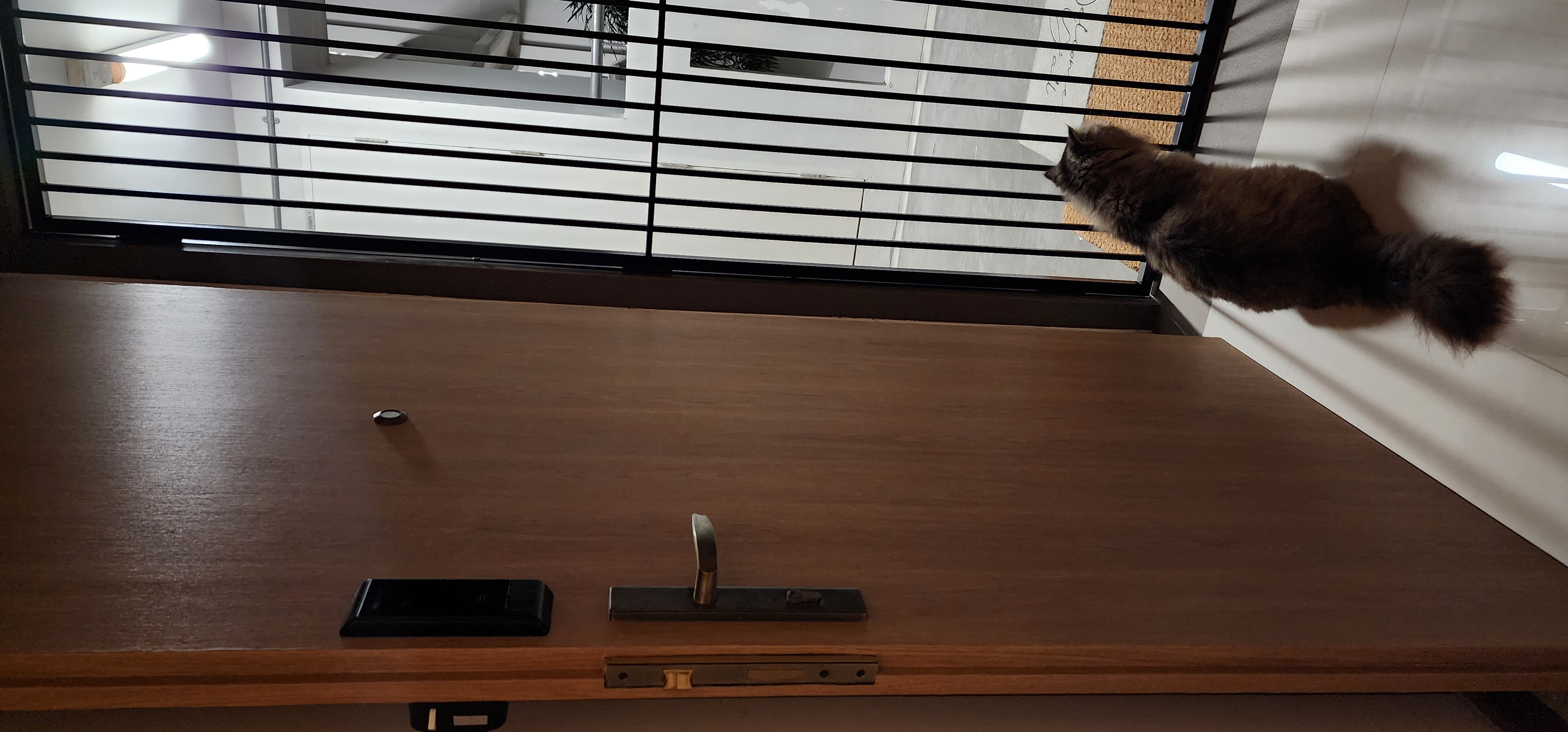 Welcome and enter at your own risk! - Cat on wooden table, black cat looking out window, black cat on balcony railing, wooden