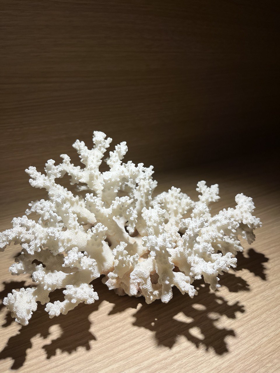 Rustic Coastal in the East - White coral, coral reef, intricate structure, natural beauty, marine life, soft tissue, delicate
