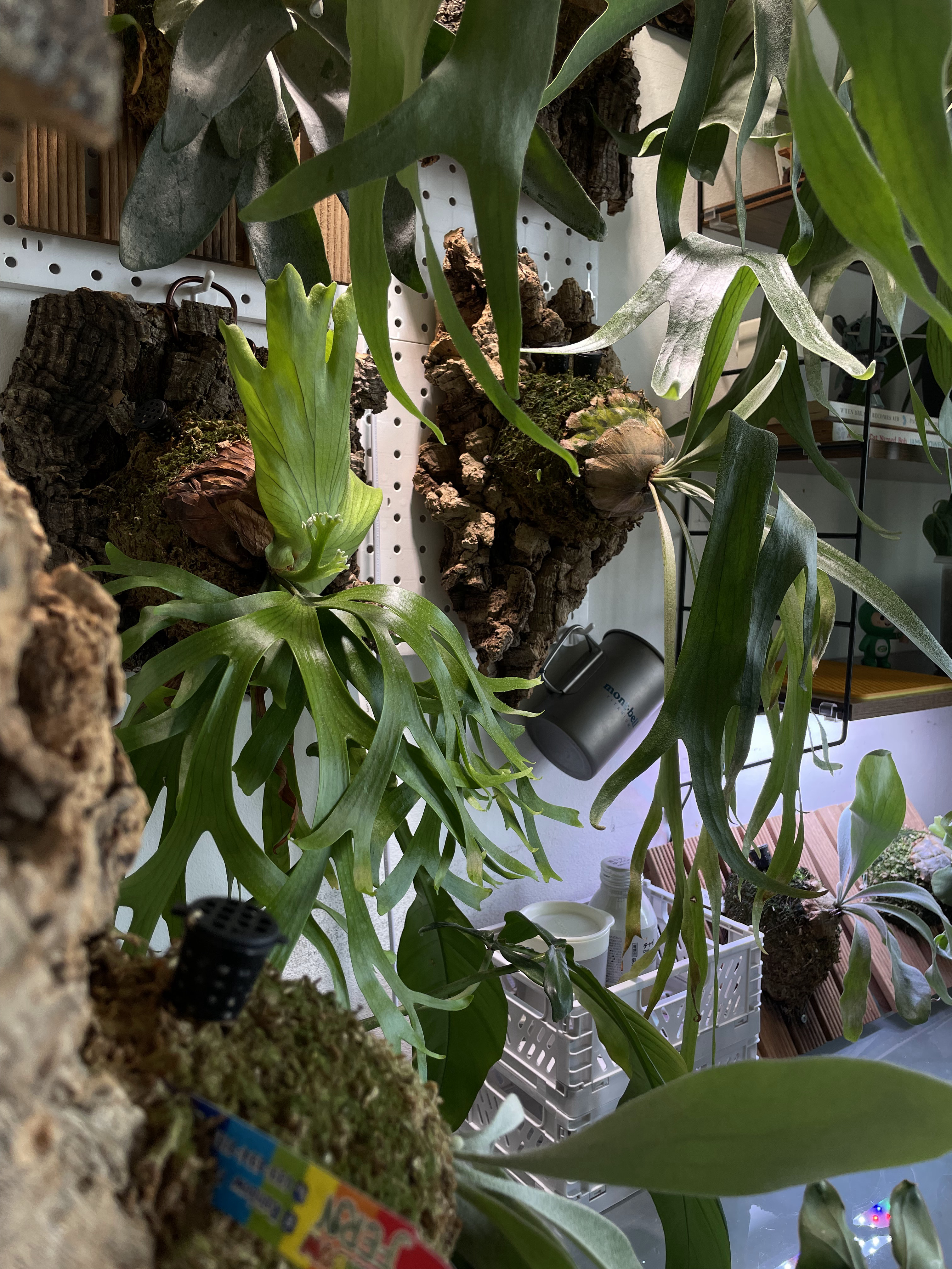 Bedroom Living -Small Space Thoughtfully Curated for Two - succulent plant, green leaves, hanging plant, indoor plant