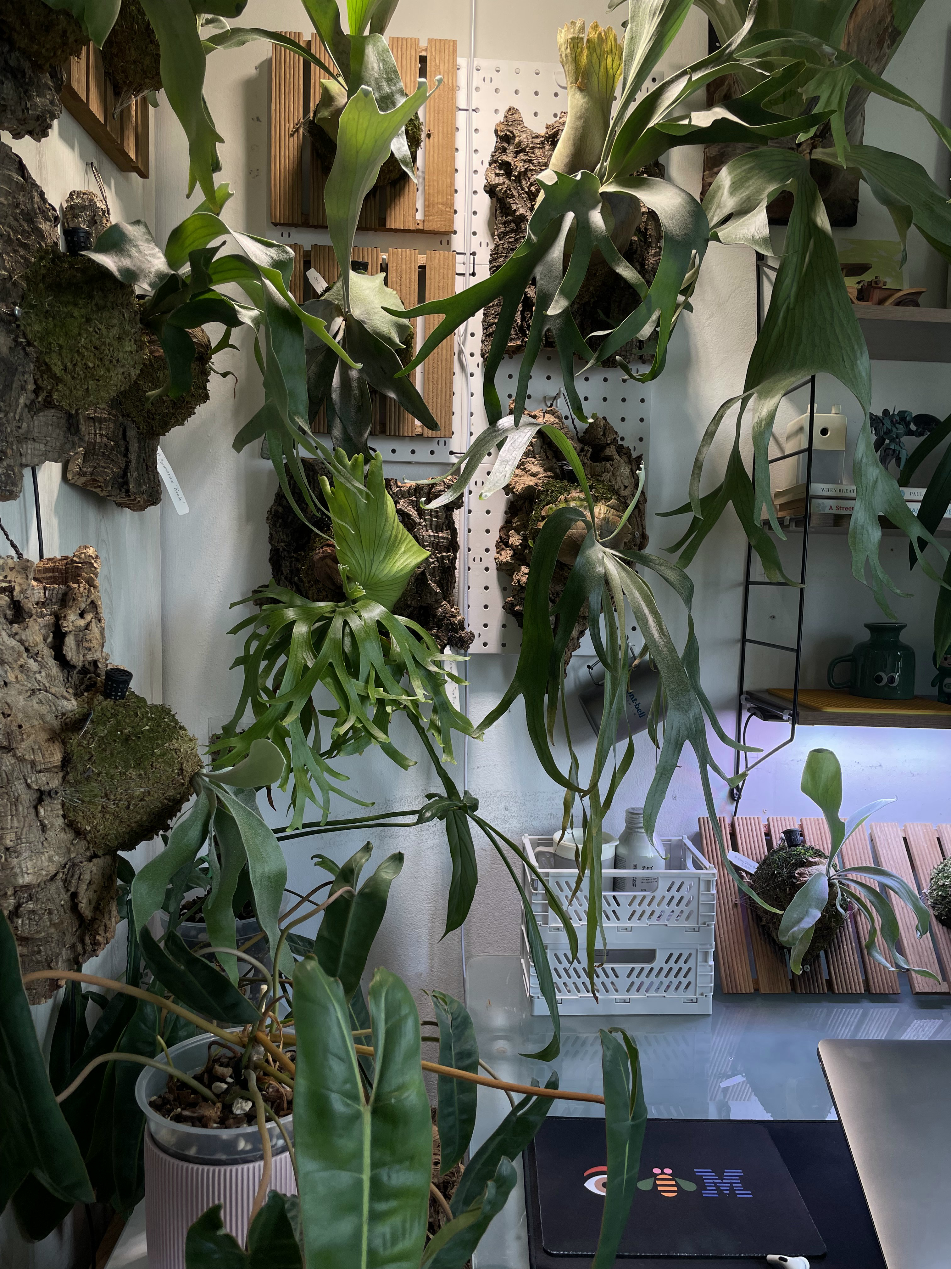 Bedroom Living -Small Space Thoughtfully Curated for Two - Green leafy plants, indoor setting, hanging pots, wooden shelves
