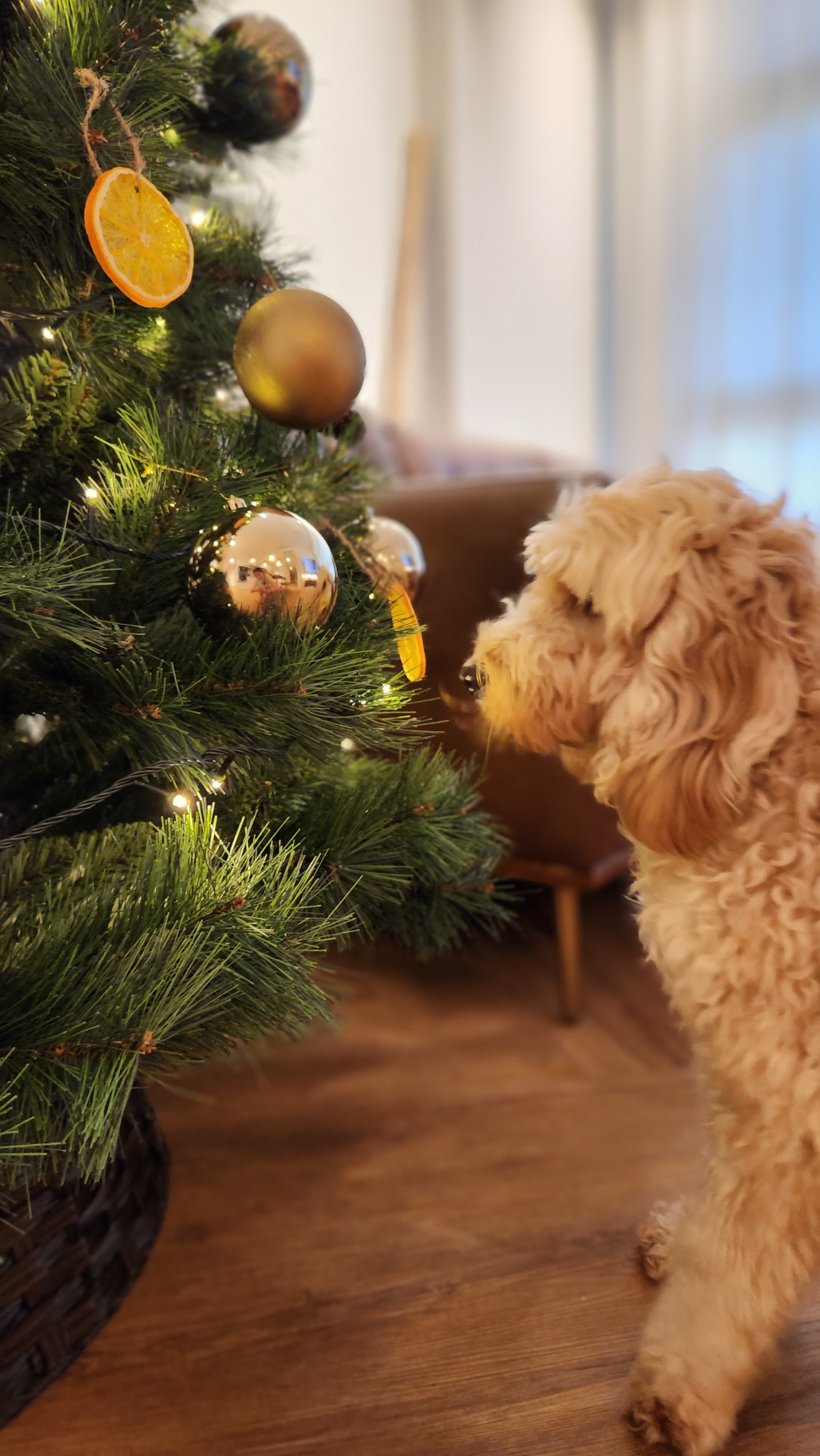 Orange-you-glad-it's-nearly-Christmas?