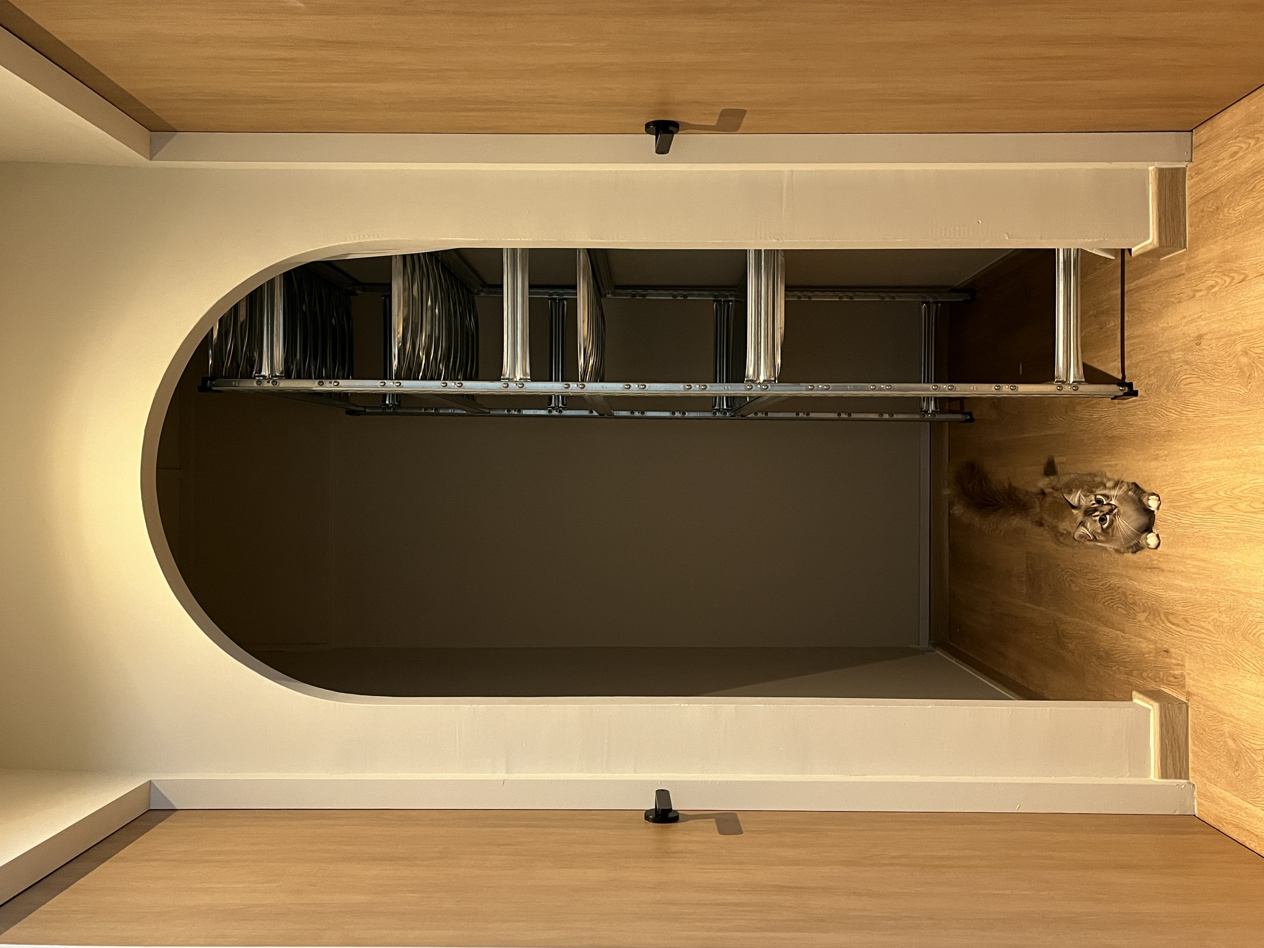 A calm and cosy space - Modern minimalist design, cat on wooden floor, curved wall, metal shelving unit, warm lighting