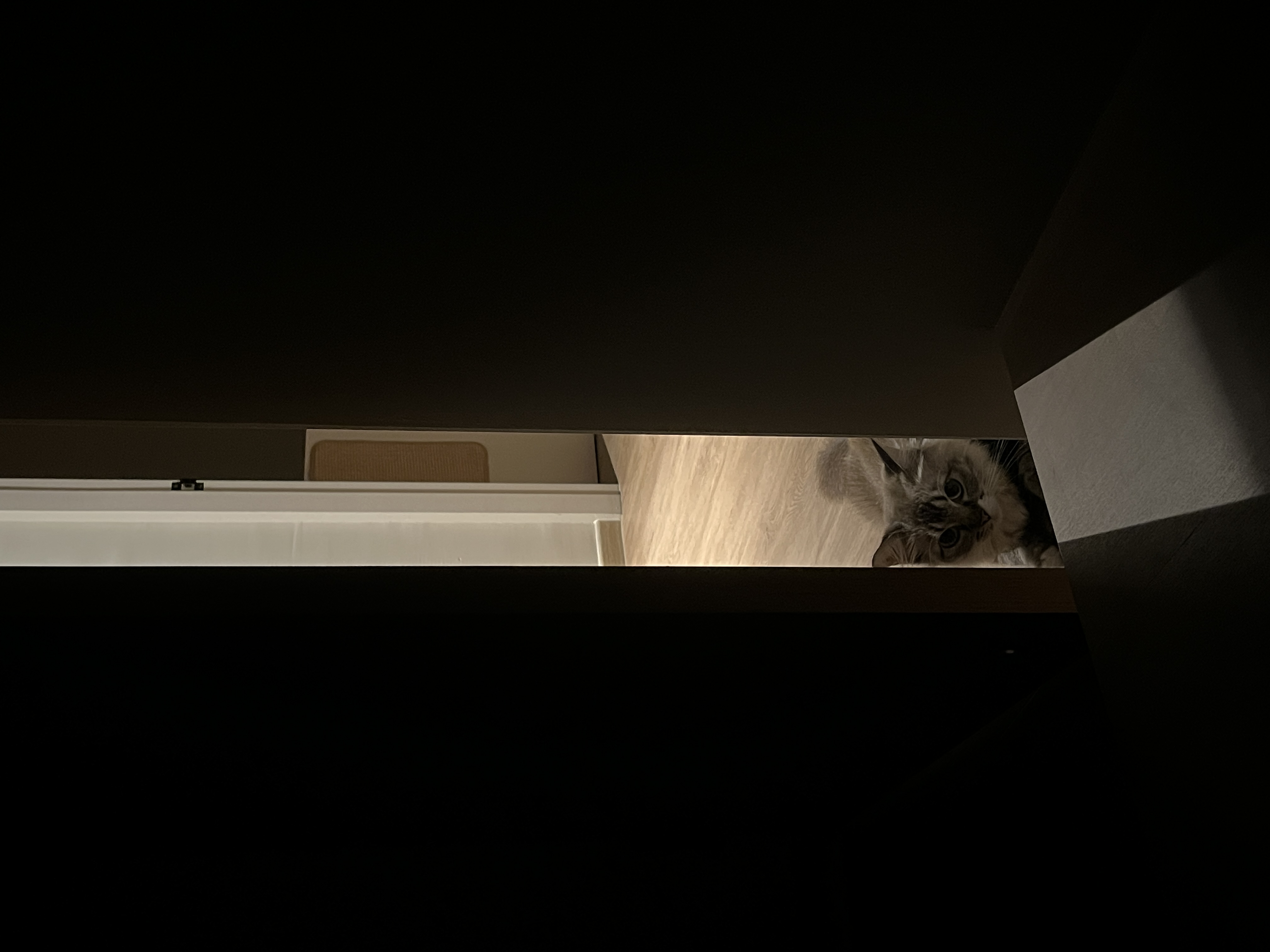 A calm and cosy space - Cat peeking from under a doorway, dimly lit interior, cozy atmosphere, soft fur, curious expression