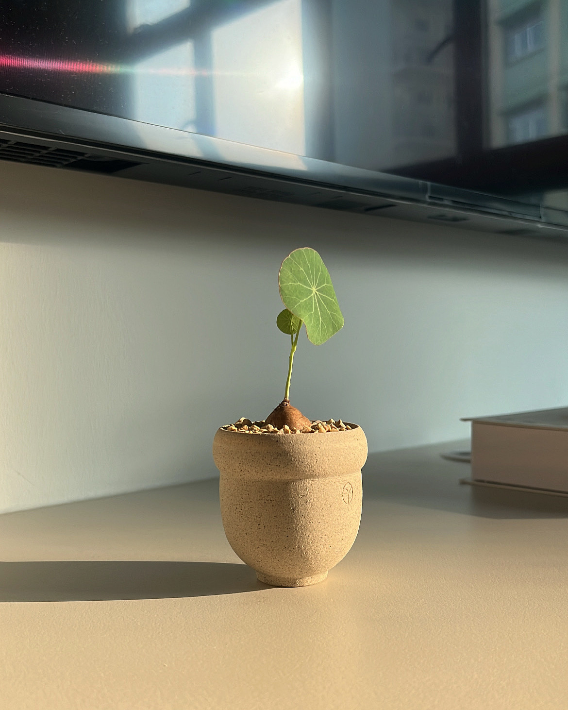 Some home decor tips! - Small green plant in a textured pot, sunlight filtering through window, indoor setting, modern decor