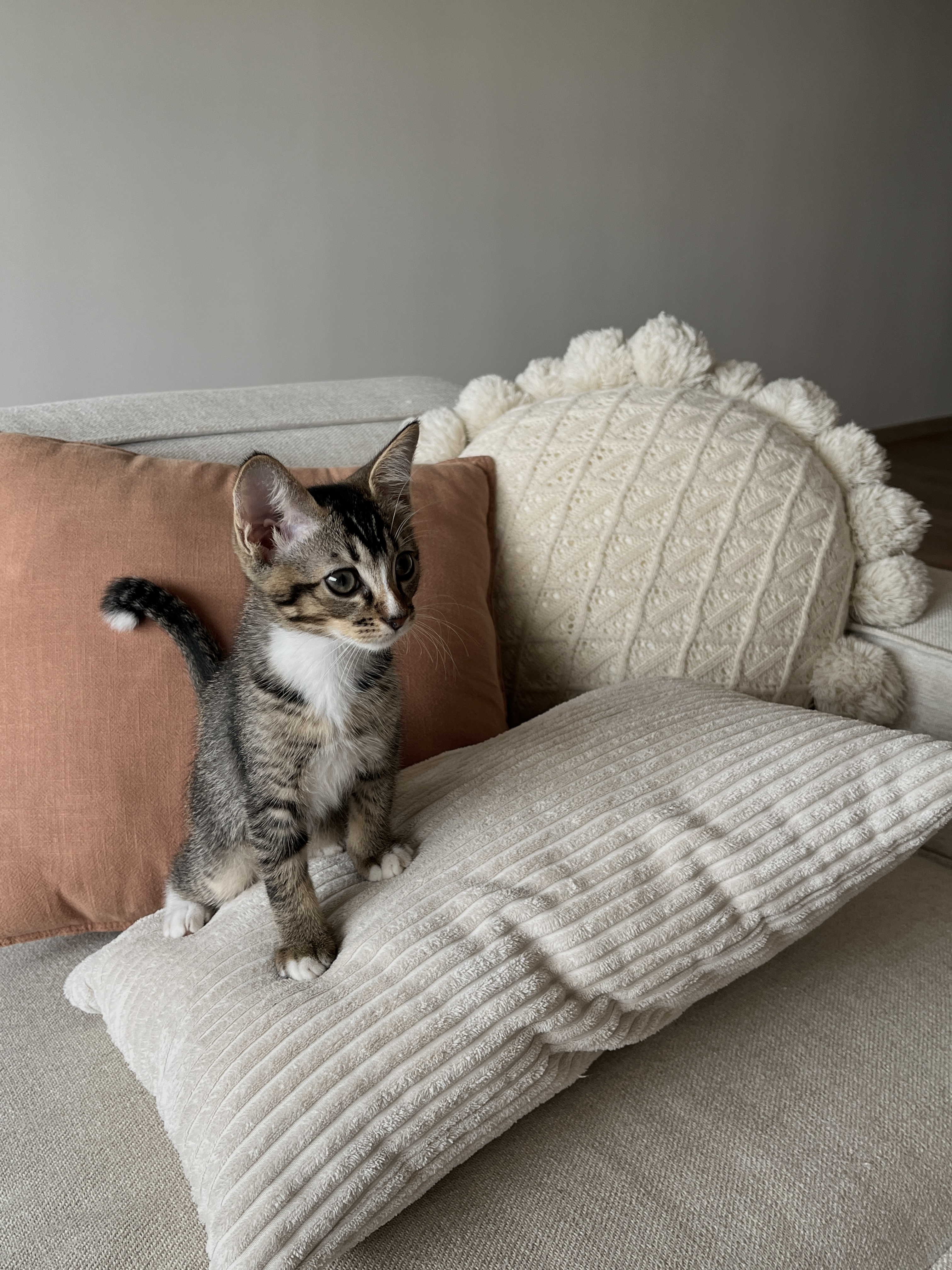 Living Space: our favourite spot at home - Tabby kitten with white chest, fluffy fur, curious expression, sitting on beige