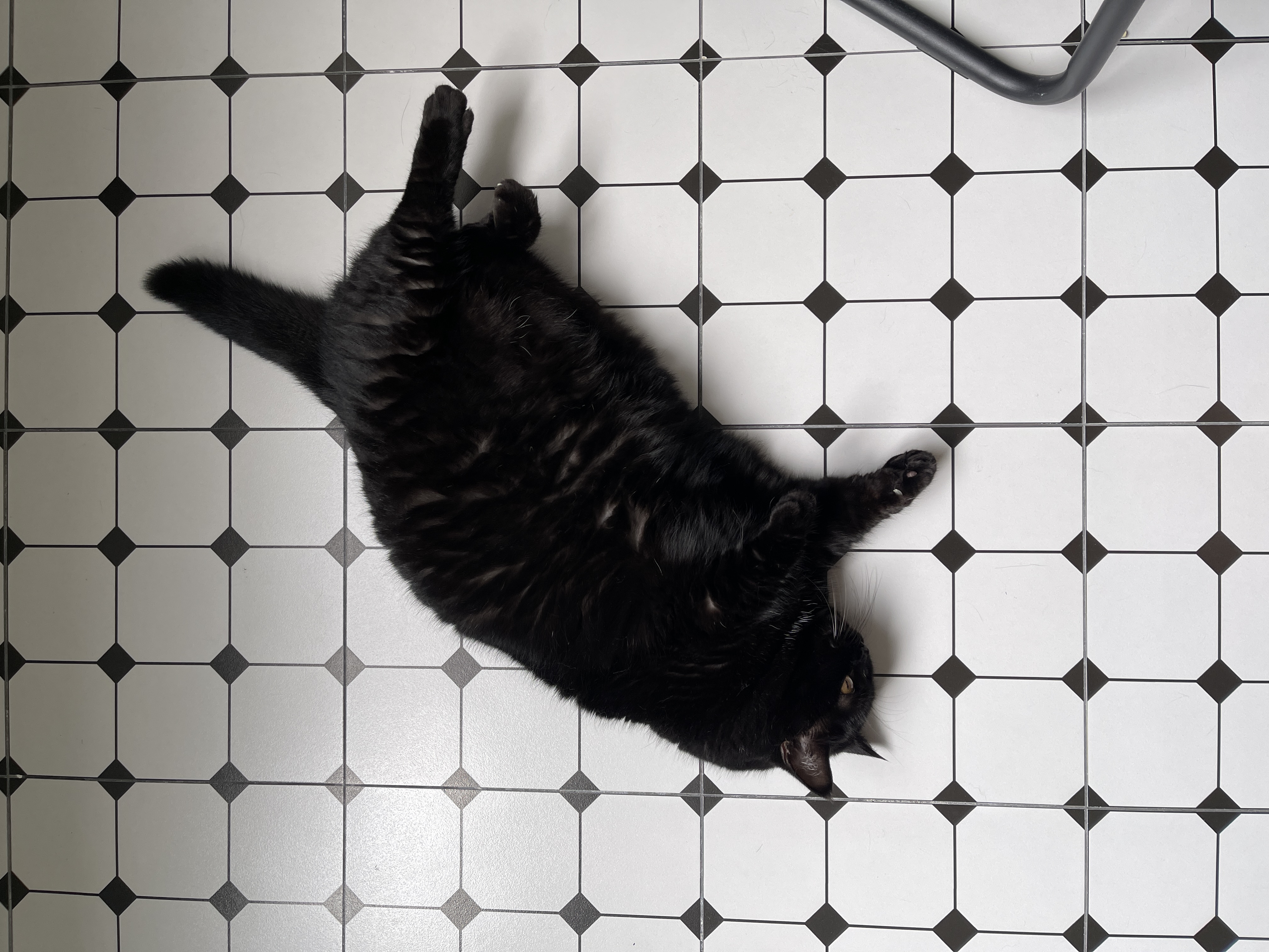 Living Room: Cats' Playground! - Black cat, lying on floor, fur, diamond pattern tiles, black and white contrast, cat's paw