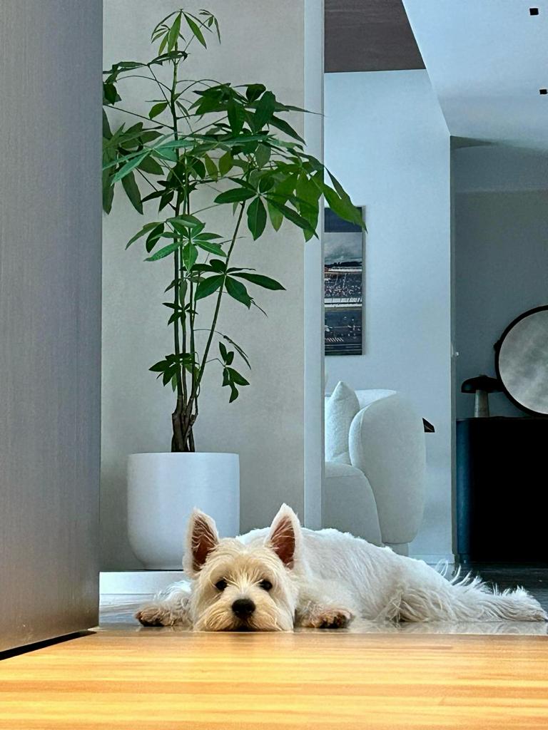 Plants-good-for-indoor-areas-with-indirect-light-or-minimal-light