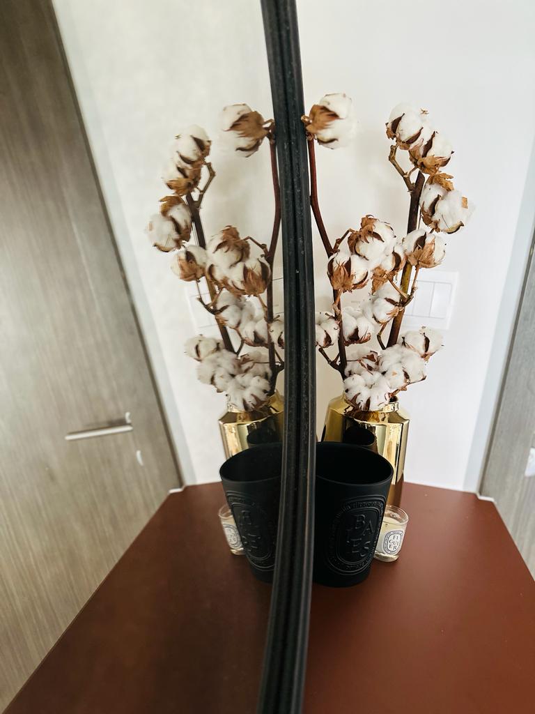 Plants-good-for-indoor-areas-with-indirect-light-or-minimal-light