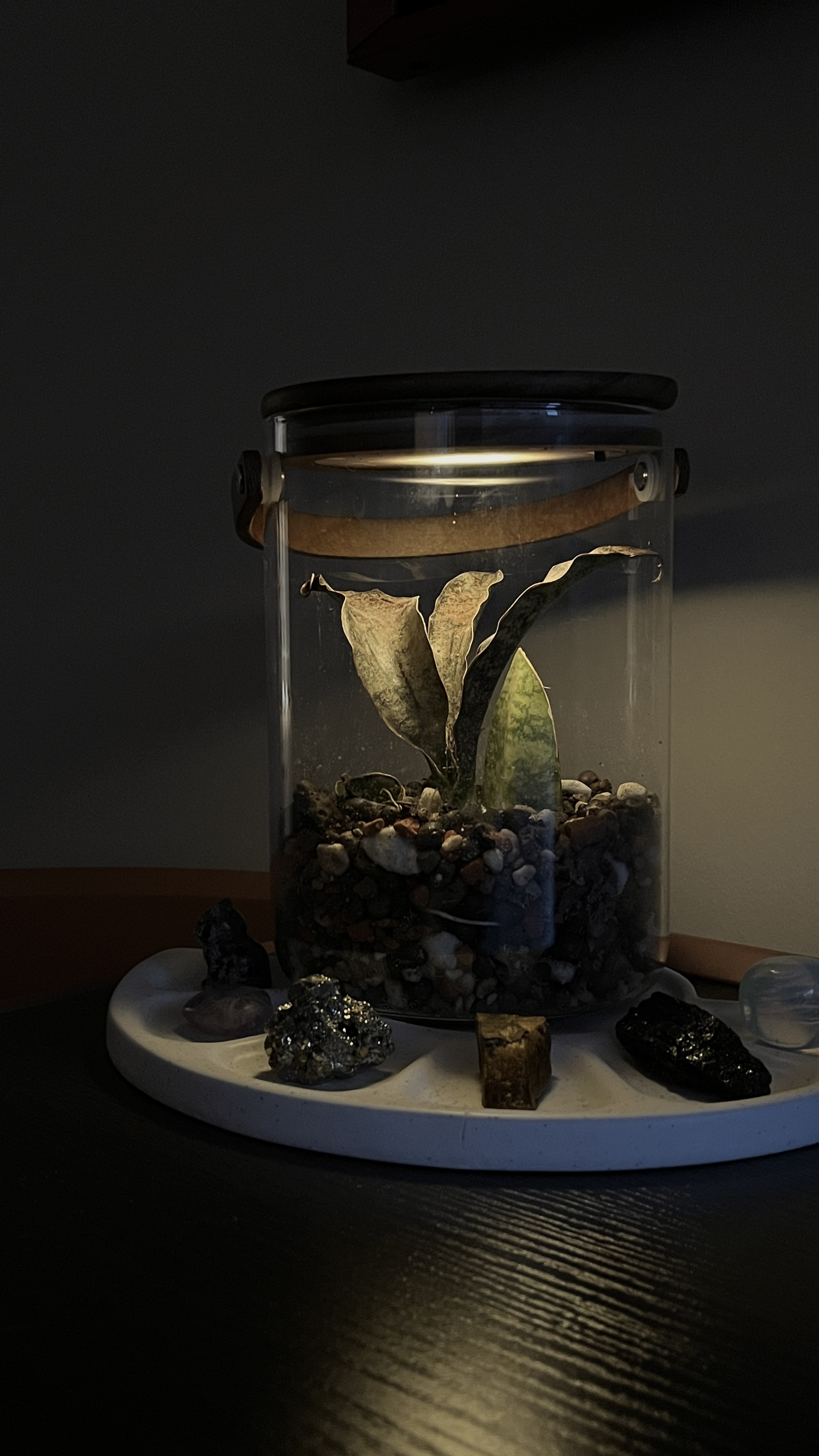Plants at home - safe for cats - glass container, plant, soil, rocks, pebbles, succulent, leaf, small stones, mineral