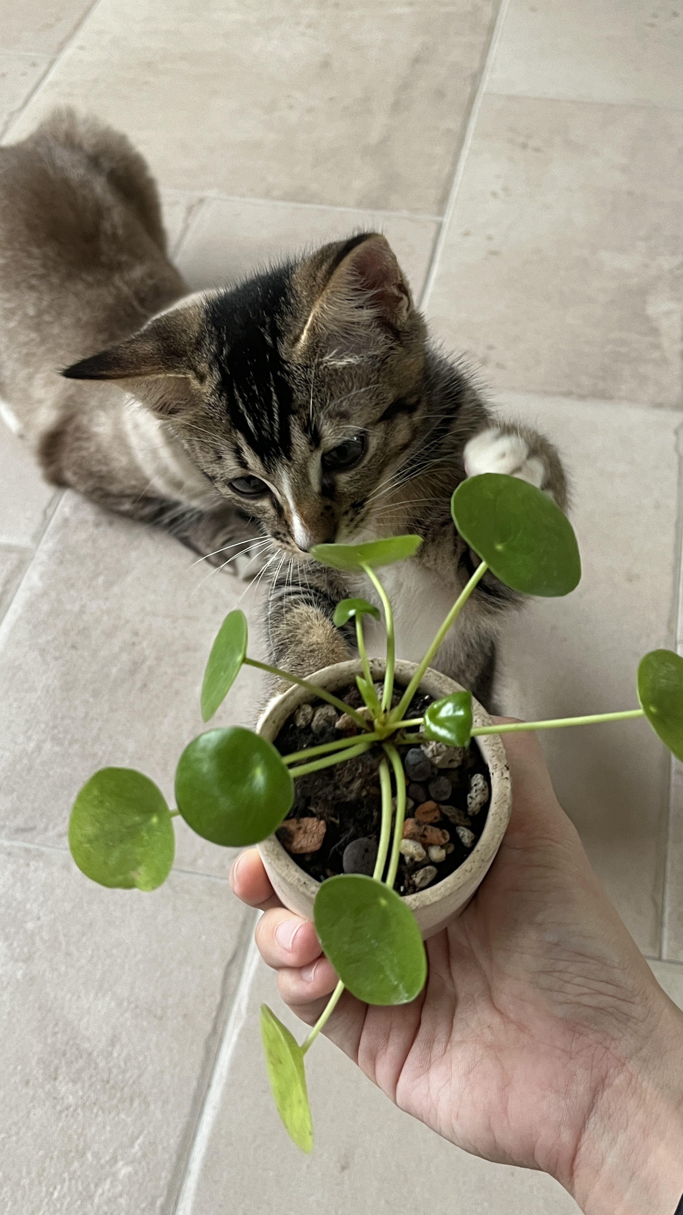 Plants at home - safe for cats - Cute kitten with striped fur, lying on tiled floor, holding a small potted plant with round