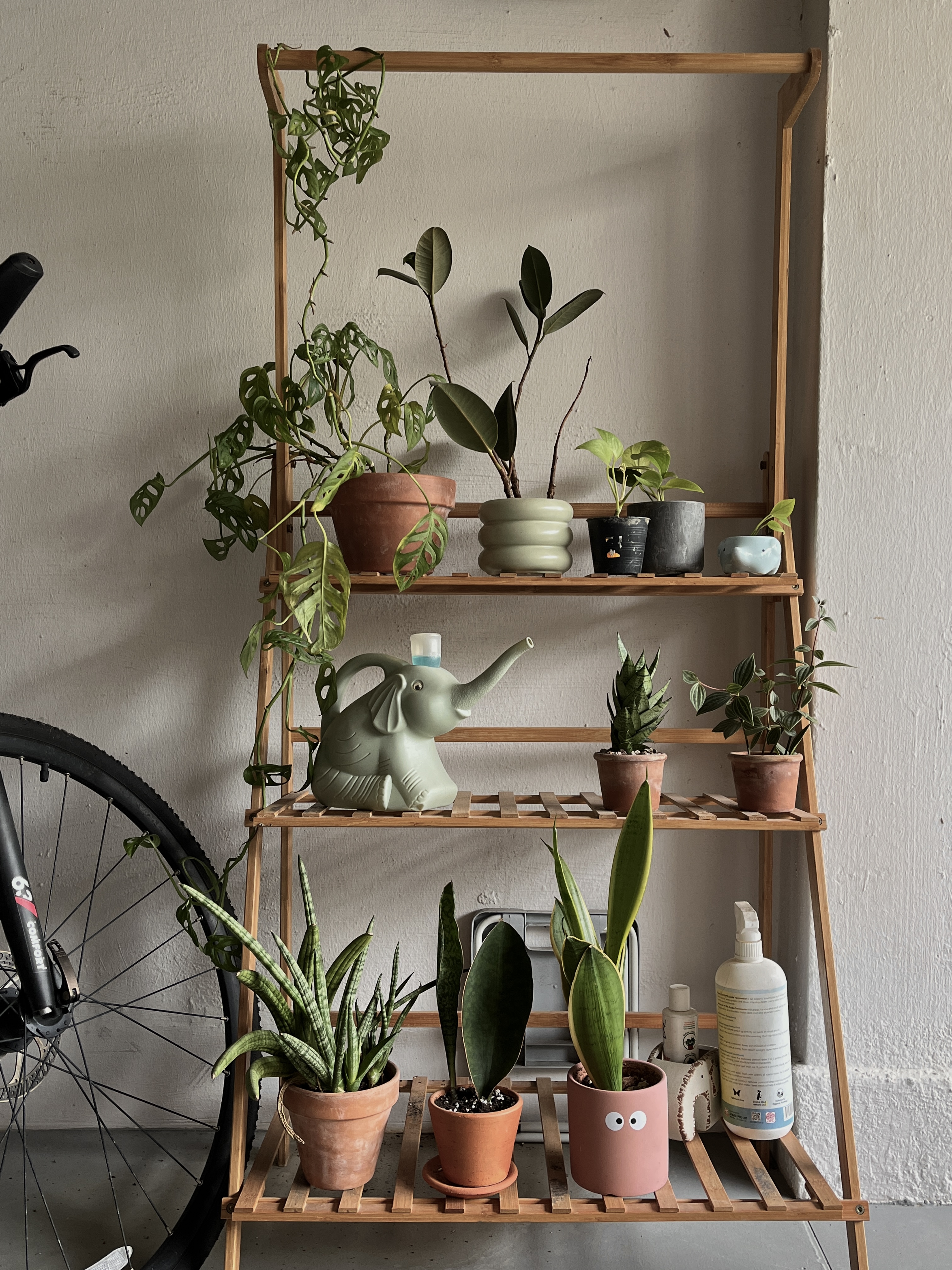 Plants at home - safe for cats - green plants, terracotta pots, wooden shelf, indoor plants, indoor garden, indoor plants
