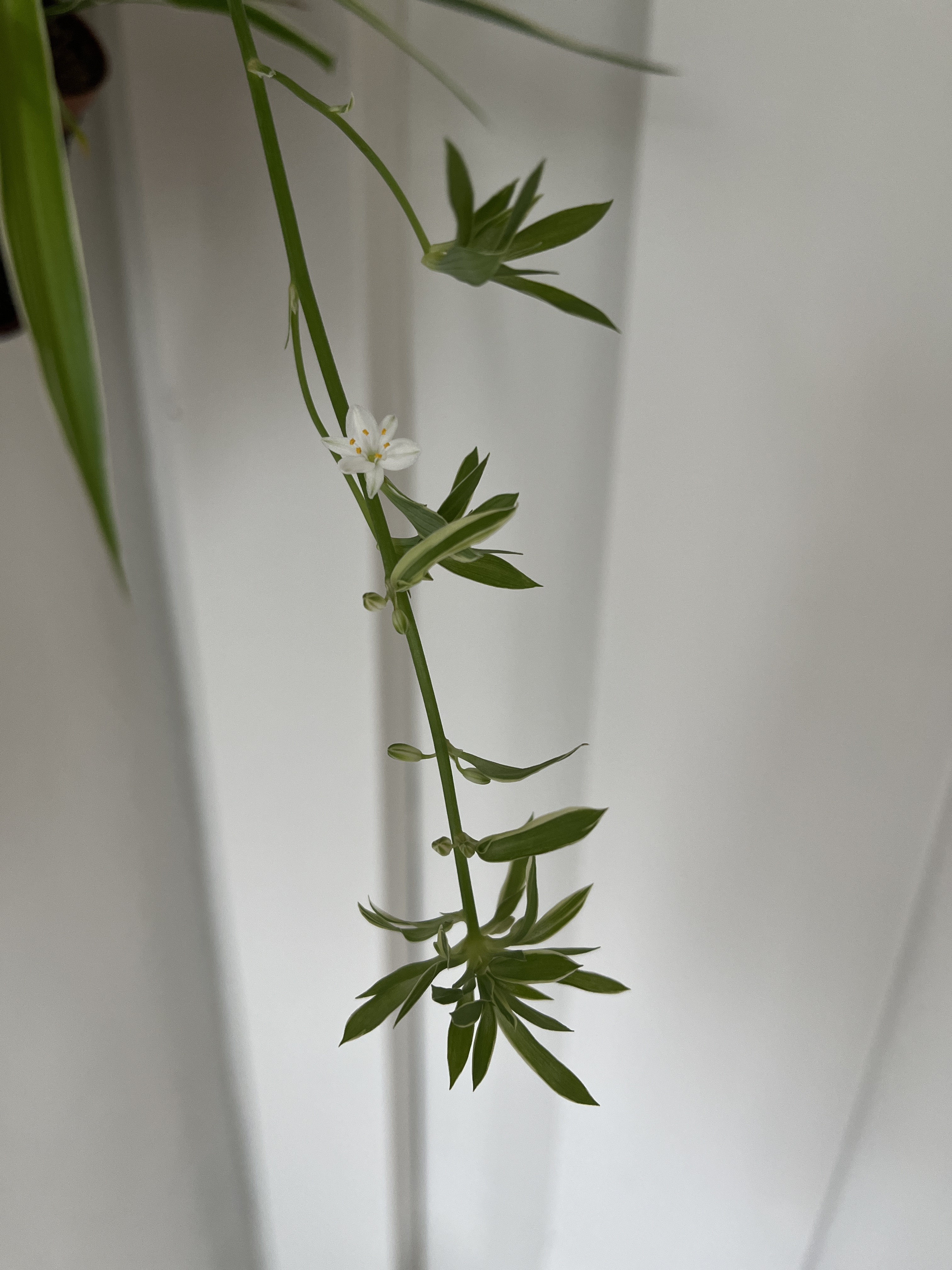 Plants at home - safe for cats - Green plant with slender leaves and delicate white flowers, small yellow centers, vertical