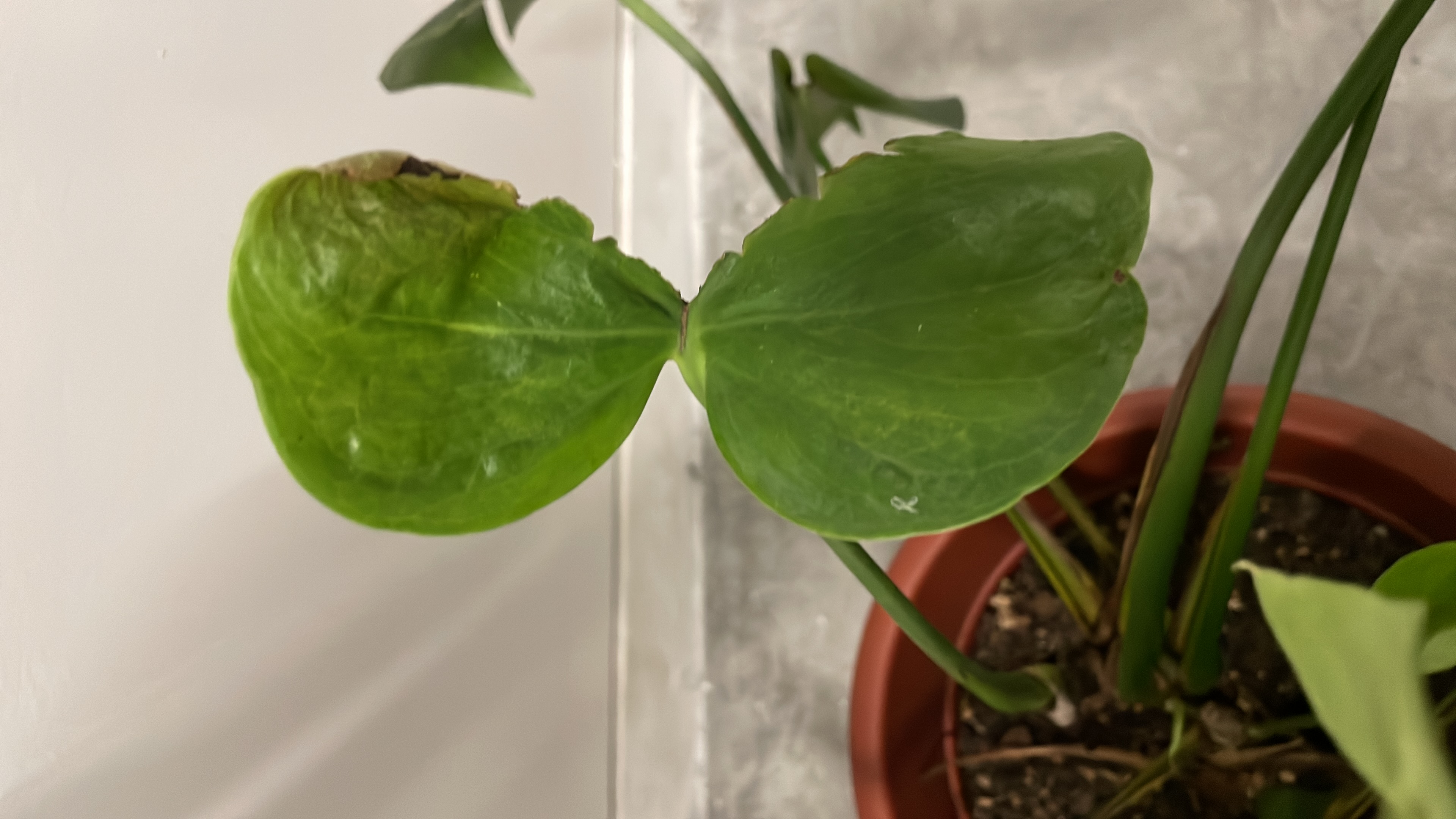 Decorating with greens as first time plant parents 🌿 - Green, heart-shaped leaves, slightly wilted, glossy surface, healthy
