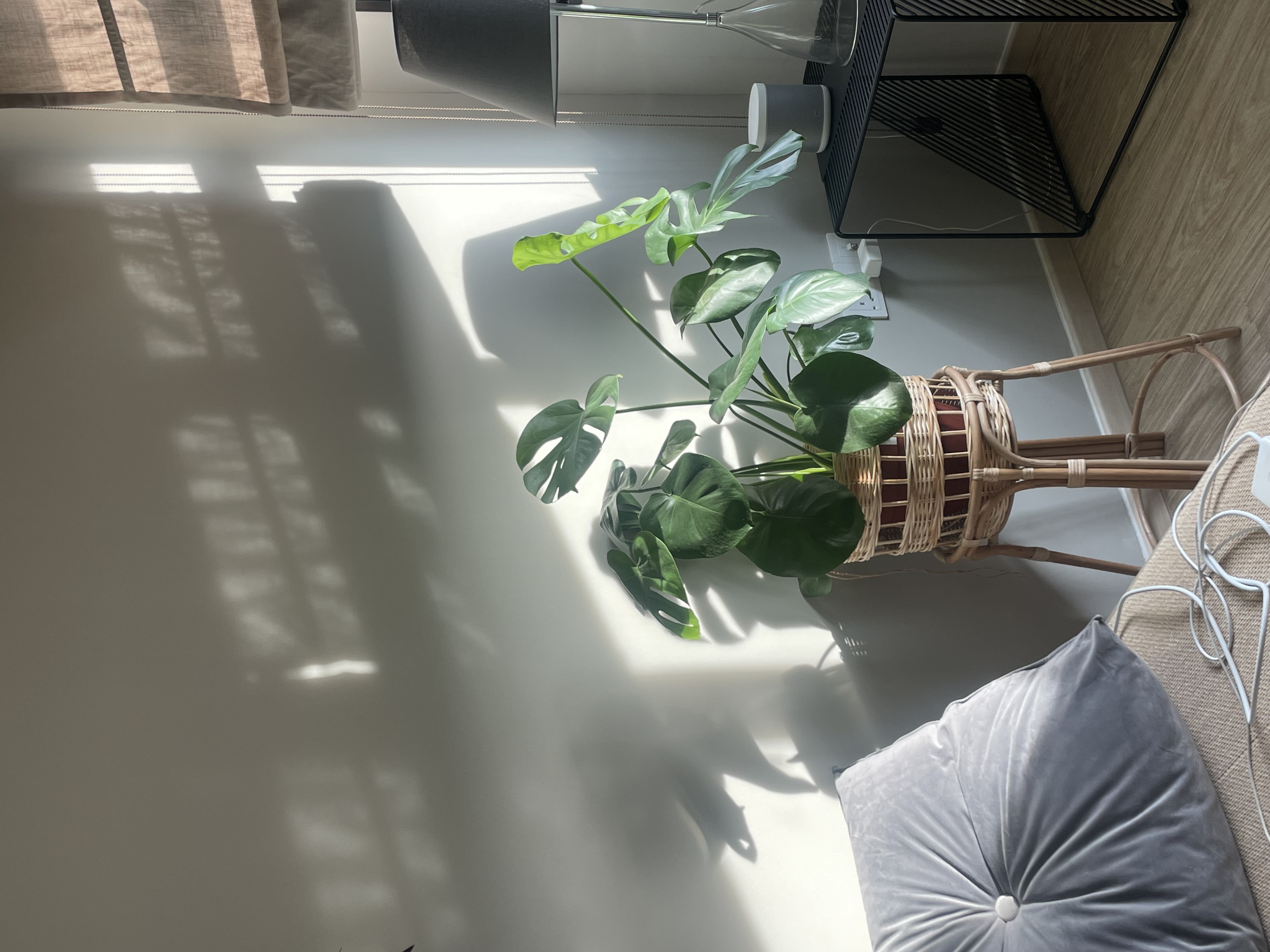 Decorating-with-greens-as-first-time-plant-parents-🌿