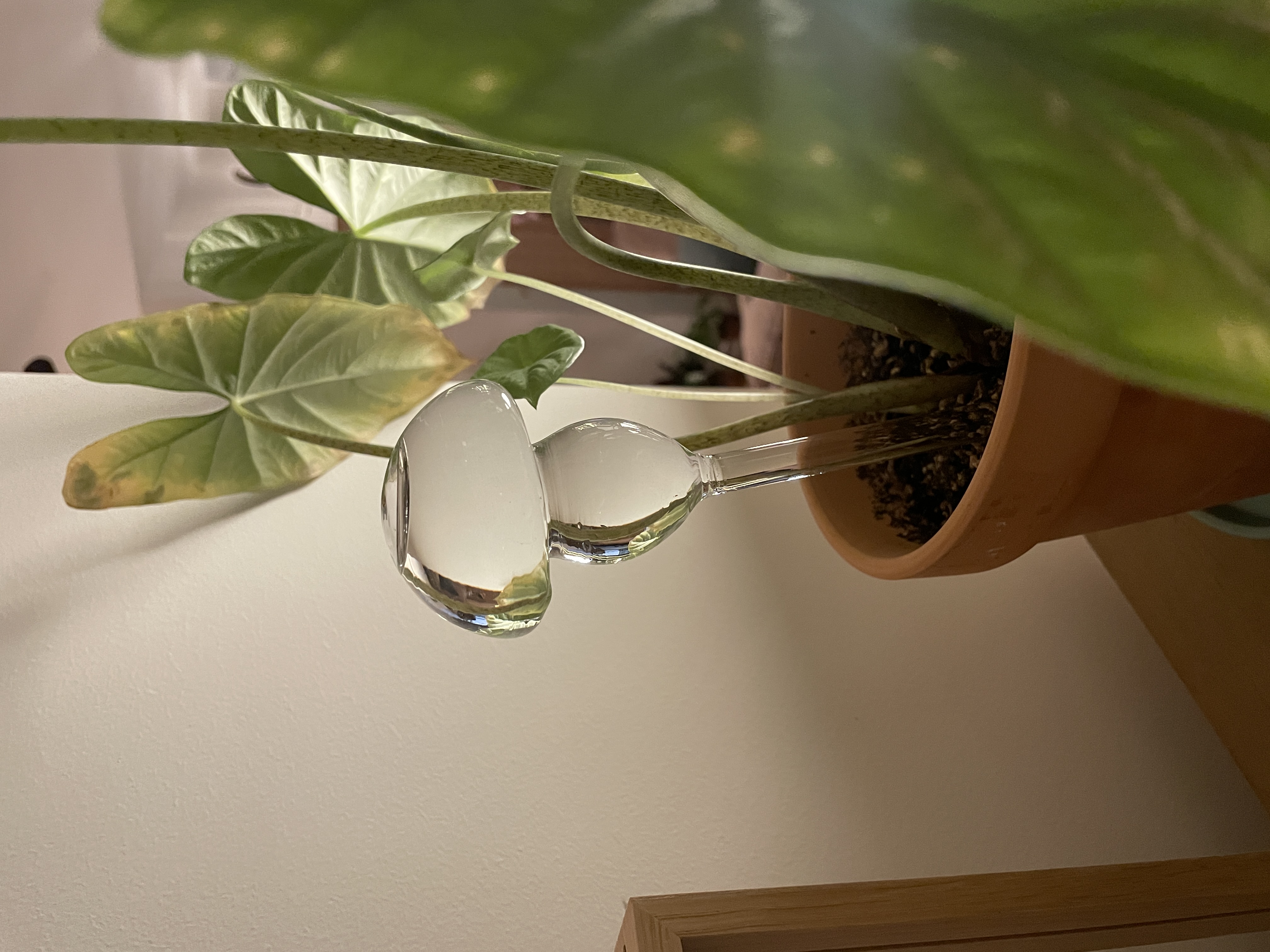 Decorating with greens as first time plant parents 🌿 - Glass spoon hanging from a plant, green leaves, indoor setting