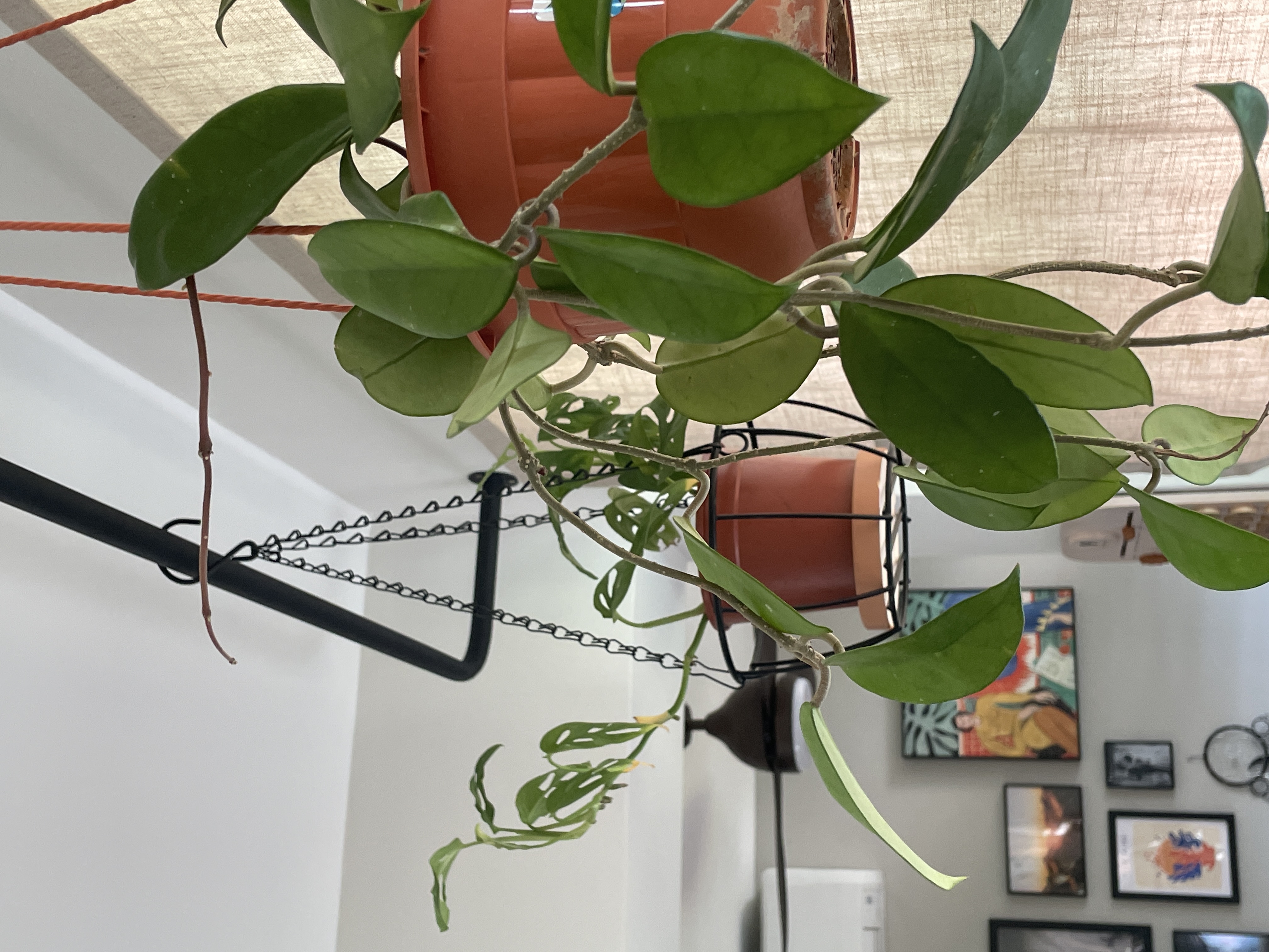 Decorating with greens as first time plant parents 🌿 - green leafy plant, indoor plant, hanging plant, trailing plant