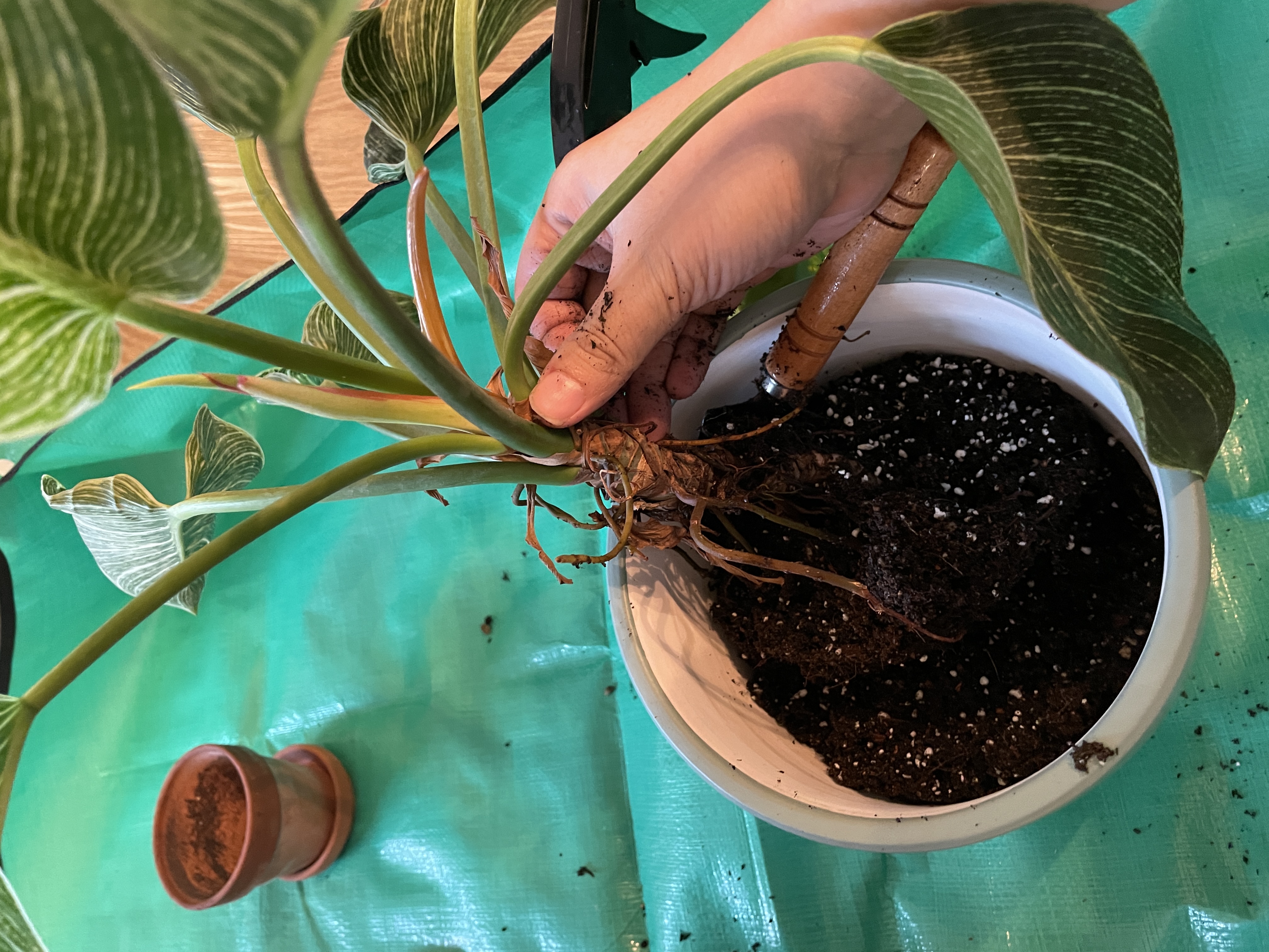 Decorating with greens as first time plant parents 🌿 - Hand gently grasps plant stem, soil and roots visible, large green