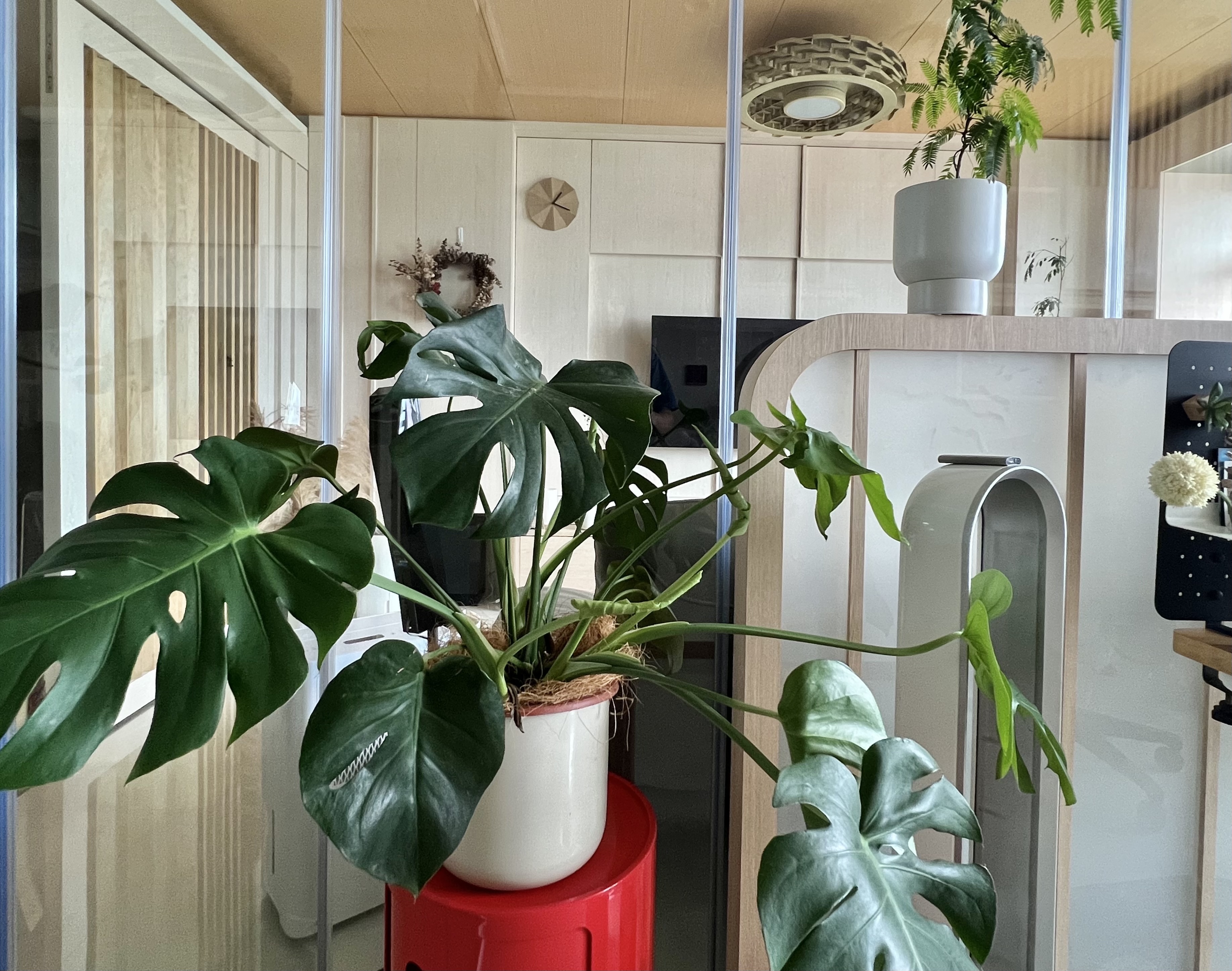 Living room as a room for plants too - Green potted plants, indoor setting, modern decor, indoor plants, indoor greenery