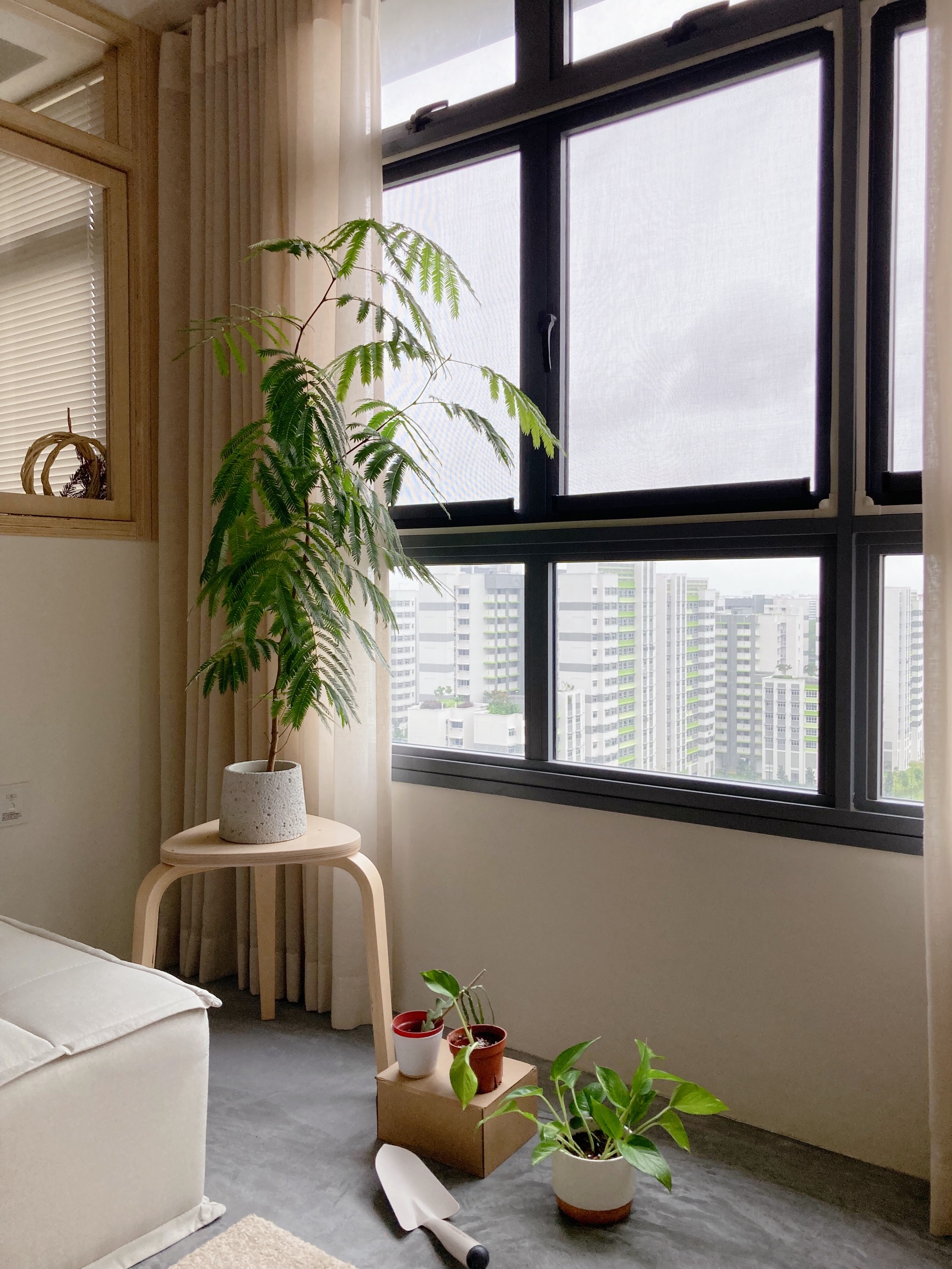 Live plants and dried flowers to beautify your home - Large potted fern on small round table, beige curtains, cityscape view