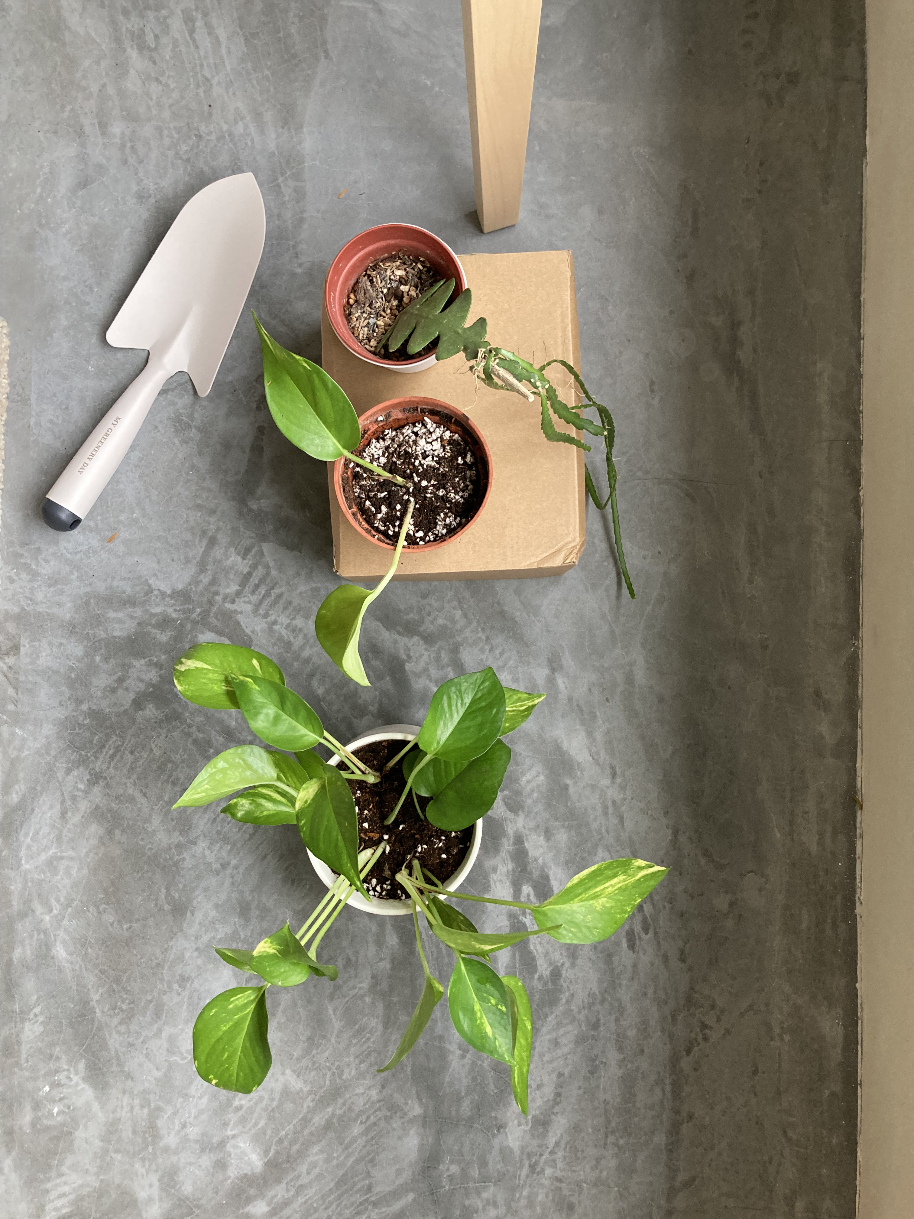 Live plants and dried flowers to beautify your home - Grass knife, potted plants, green leaves, indoor plants, indoor