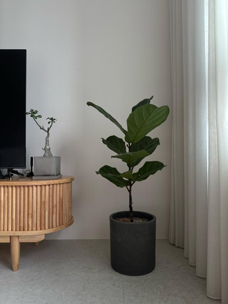 Living room : Japandi, Wabi-sabi minimalist  - Modern minimalist decor, sleek furniture, indoor plant, natural greenery
