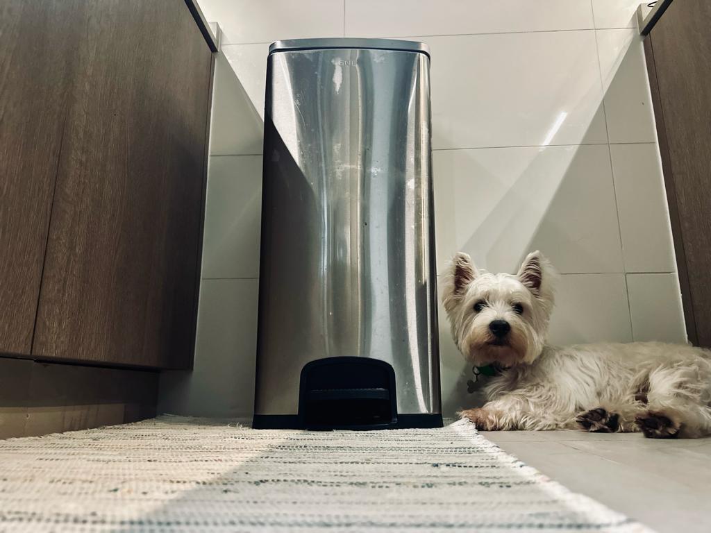 Closed kitchen and the storage we have! - Silver refrigerator, white dog, tiled floor, wooden cabinets, fluffy white dog