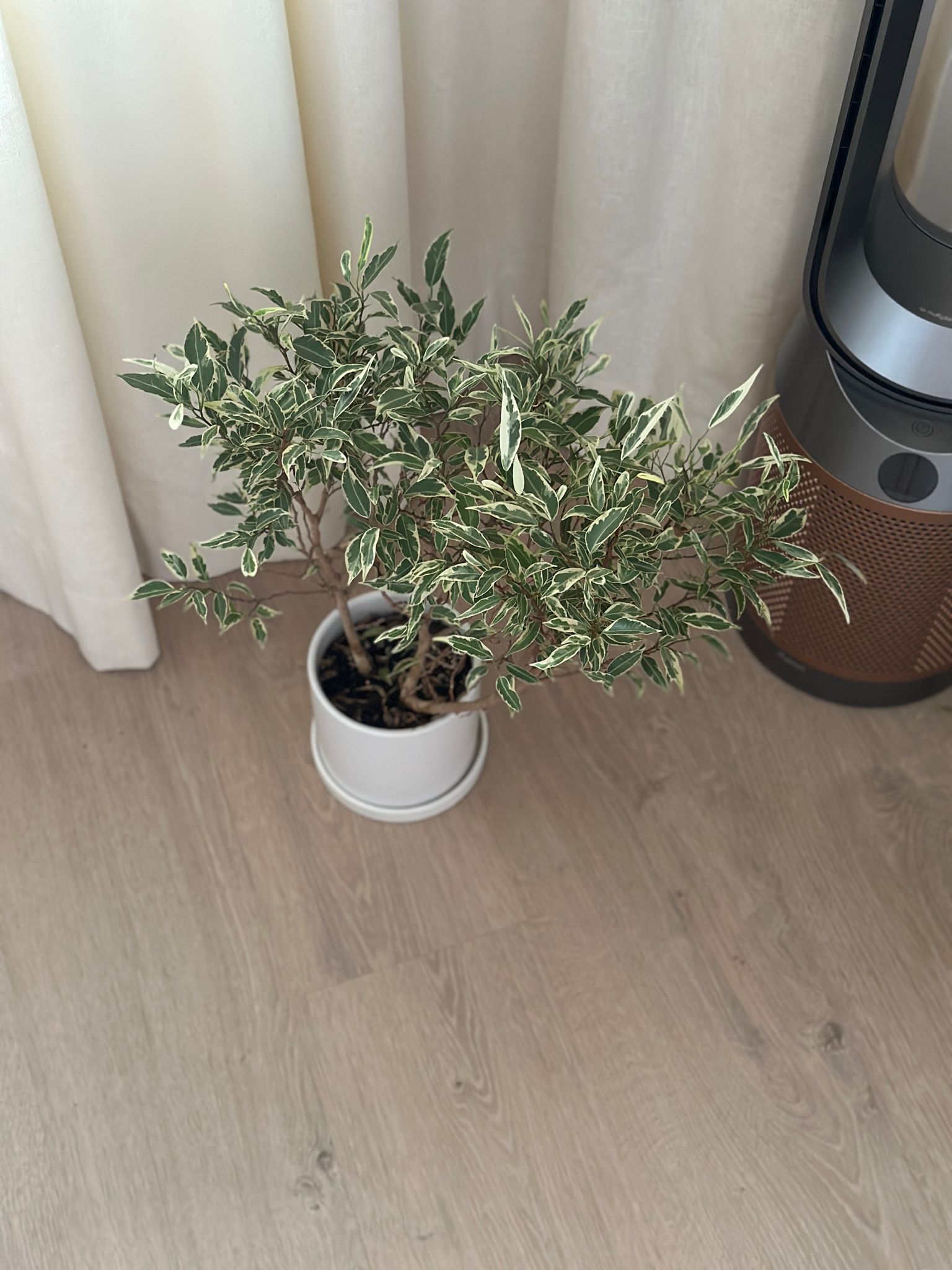 Minimalist Home Office  - Green potted plant with white speckled leaves, situated on a light wooden floor next to a modern