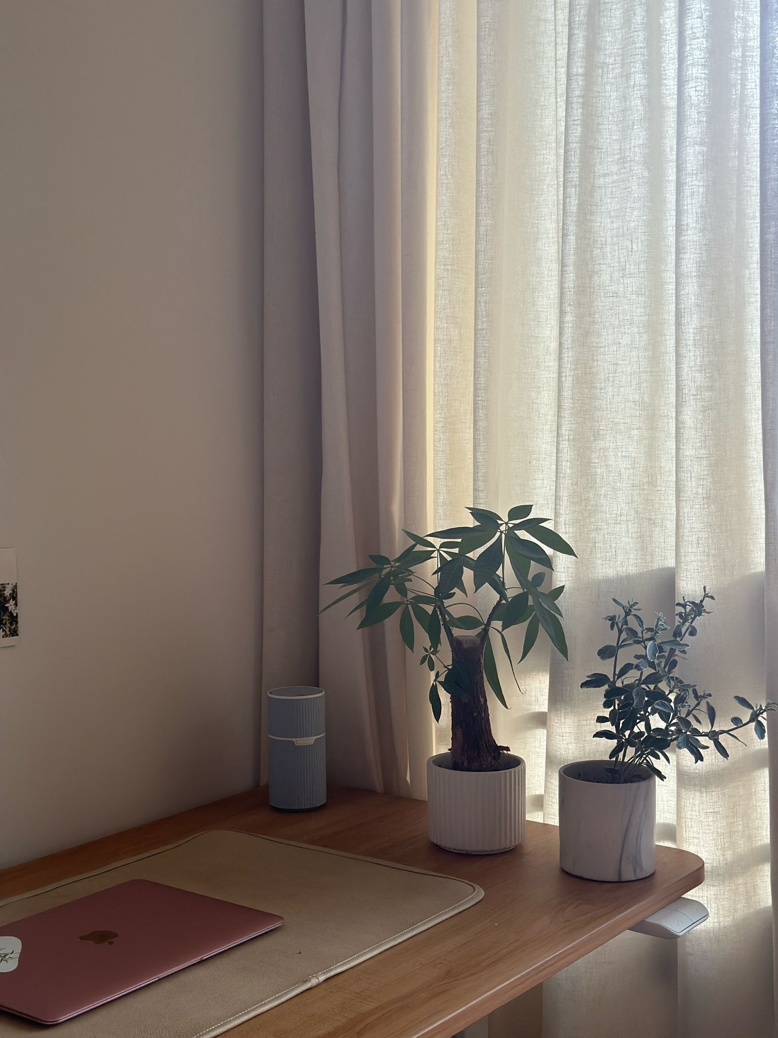 Minimalist Home Office  - Sunlight streaming through sheer curtains, soft beige wall, wooden desk with pink laptop, potted