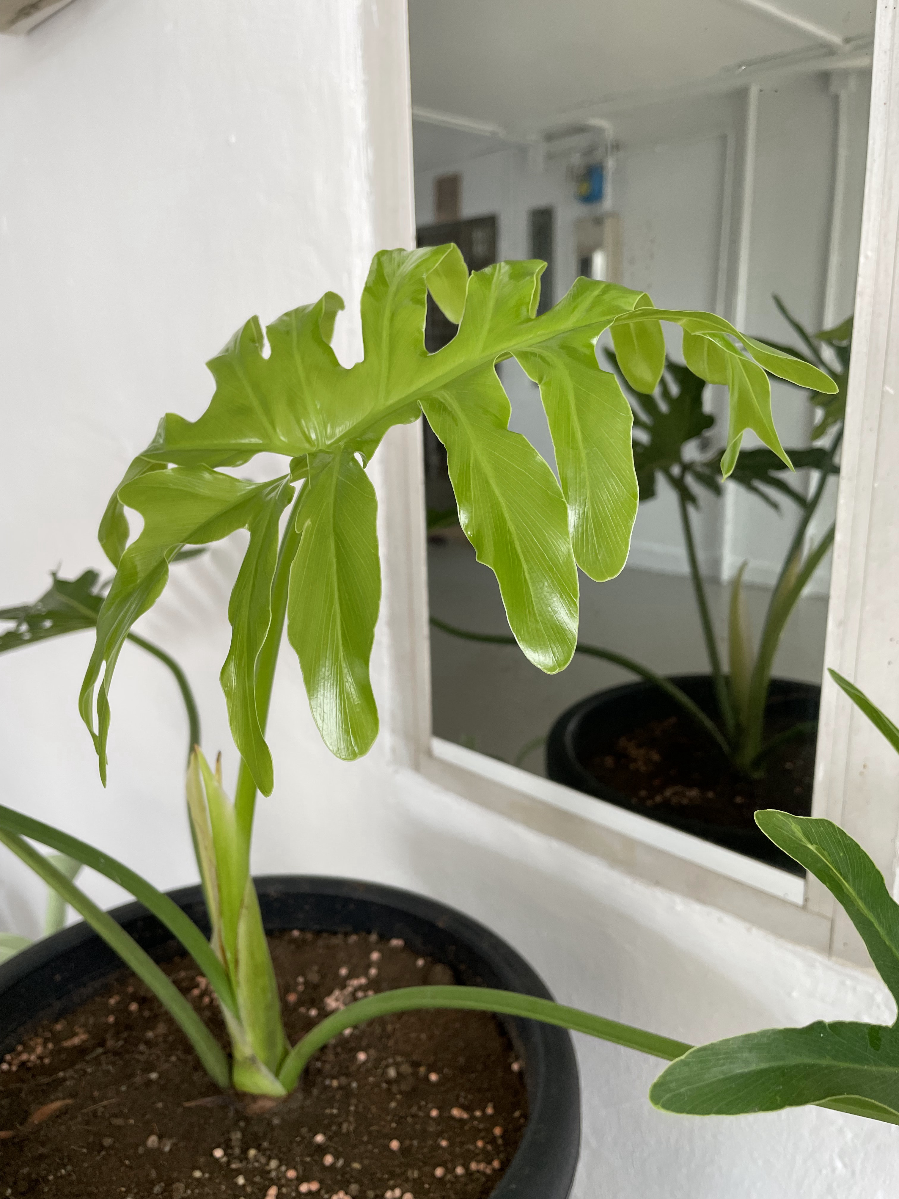 Green thumb wannabes  - Green leafy plant, indoor setting, potted plant, mirror reflection, natural light, glossy leaves