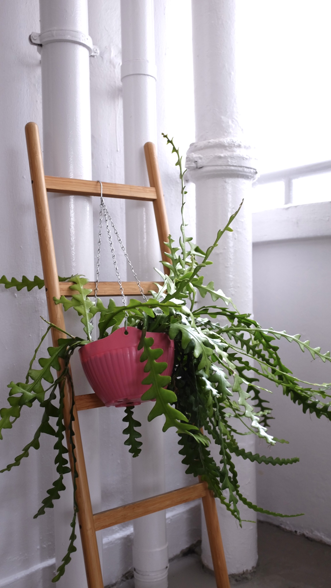 Green thumb wannabes  - wooden ladder, hanging plant, green ferns, indoor plant, indoor garden, indoor plant care, indoor