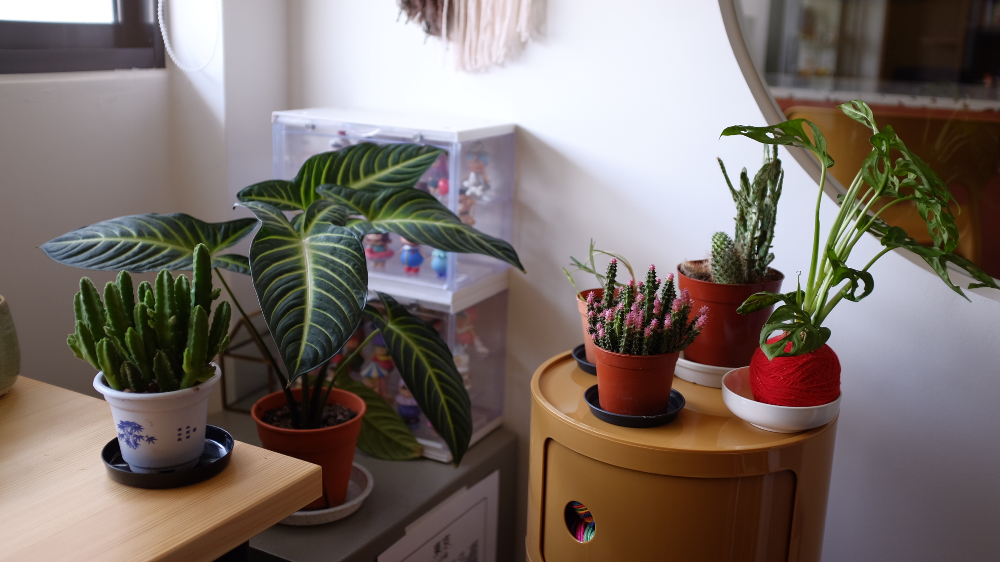 Green thumb wannabes  - various potted plants, indoor setting, green cactus, terracotta pot, small succulent, colorful