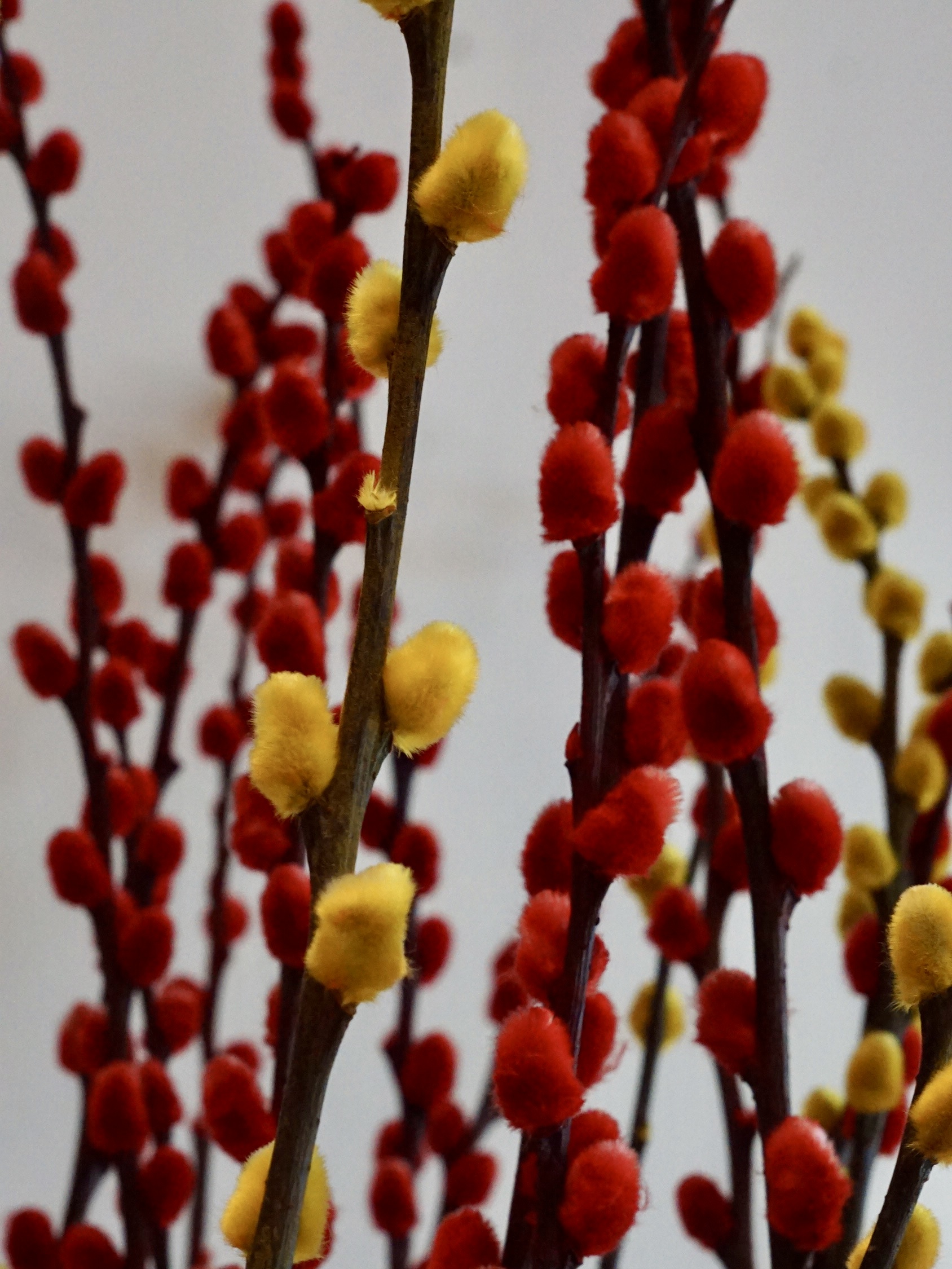 Festive Chinese New Year Vibes at Home - Red and yellow blossoms on branches, vibrant and fresh, delicate petals, soft and