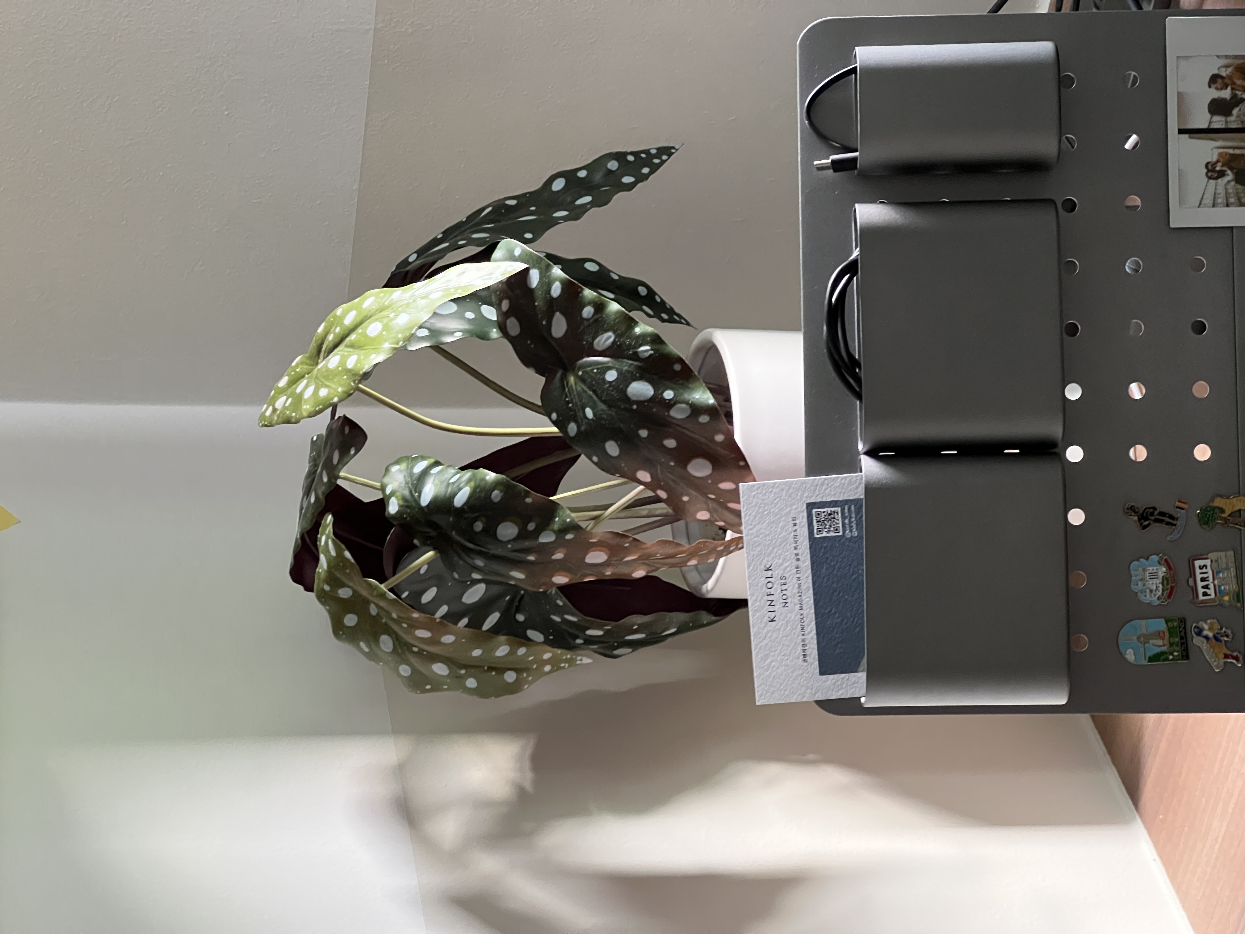 The workspace need not be so dull - Green potted plant with white polka dots, hanging from a wall, sunlight casting shadows
