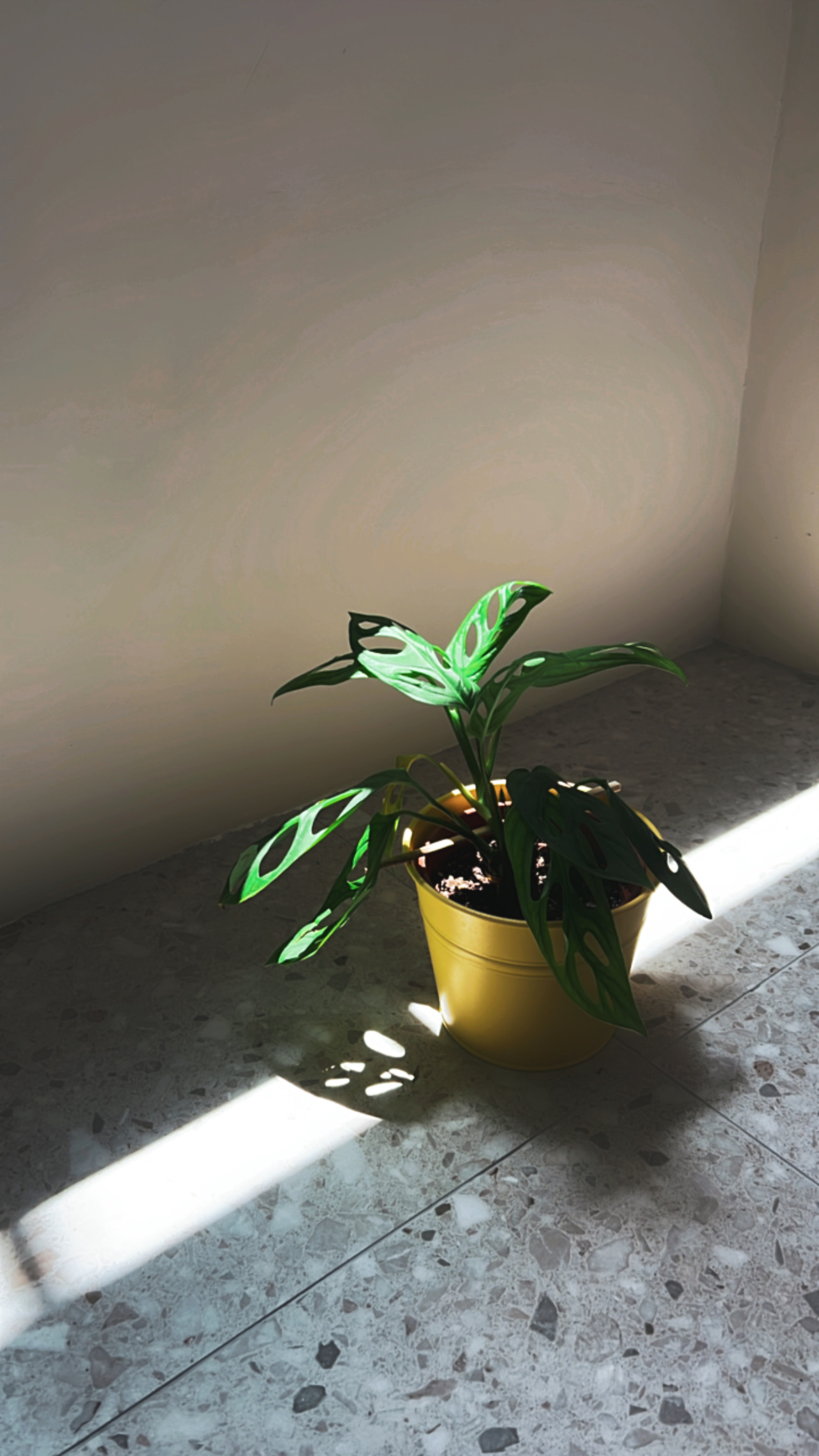 Our-Plants-at-Home:-A-growing-collection-