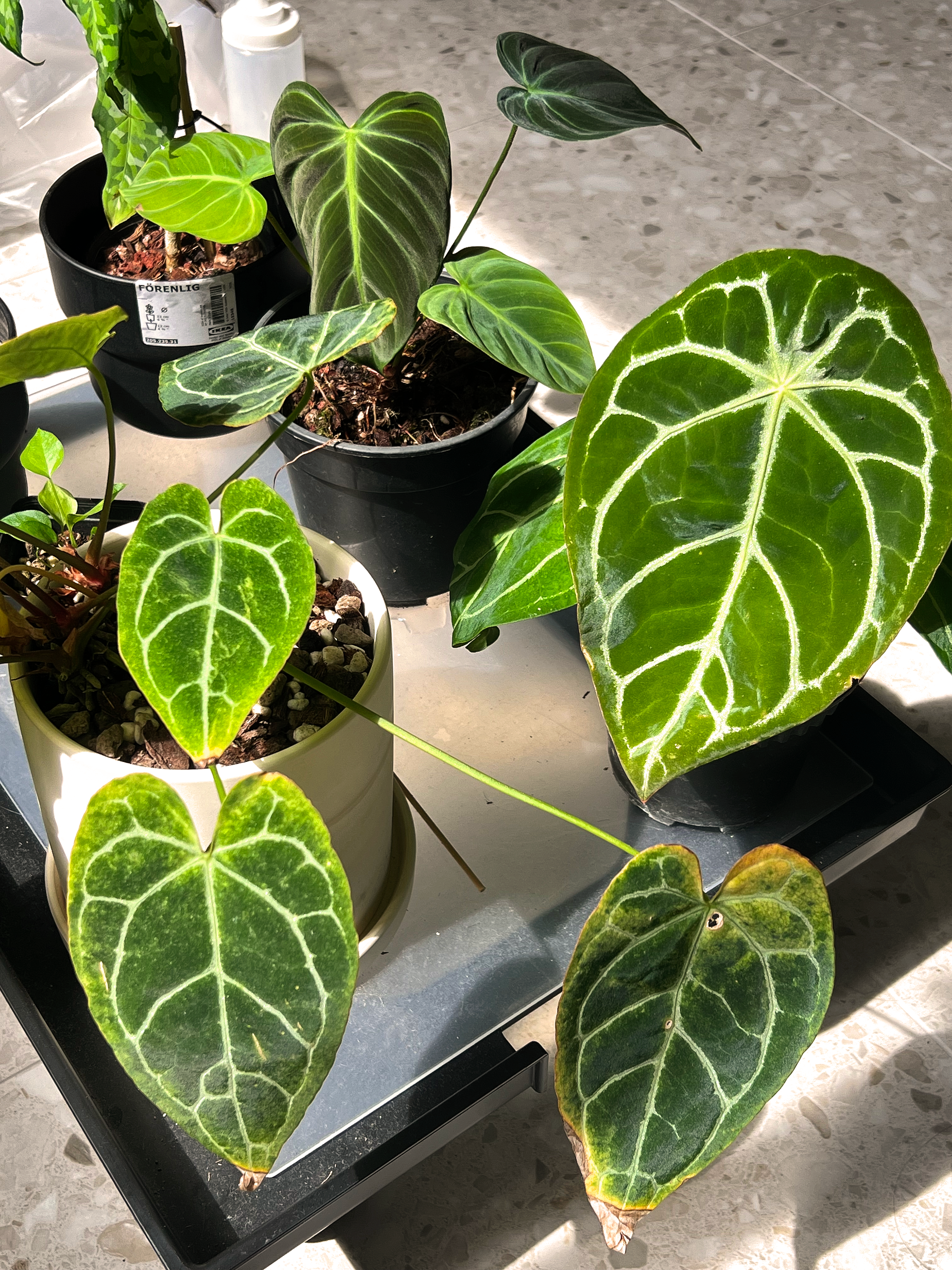 Our Plants at Home: A growing collection  - Green heart-shaped leaves with white veins, glossy and healthy, potted on a