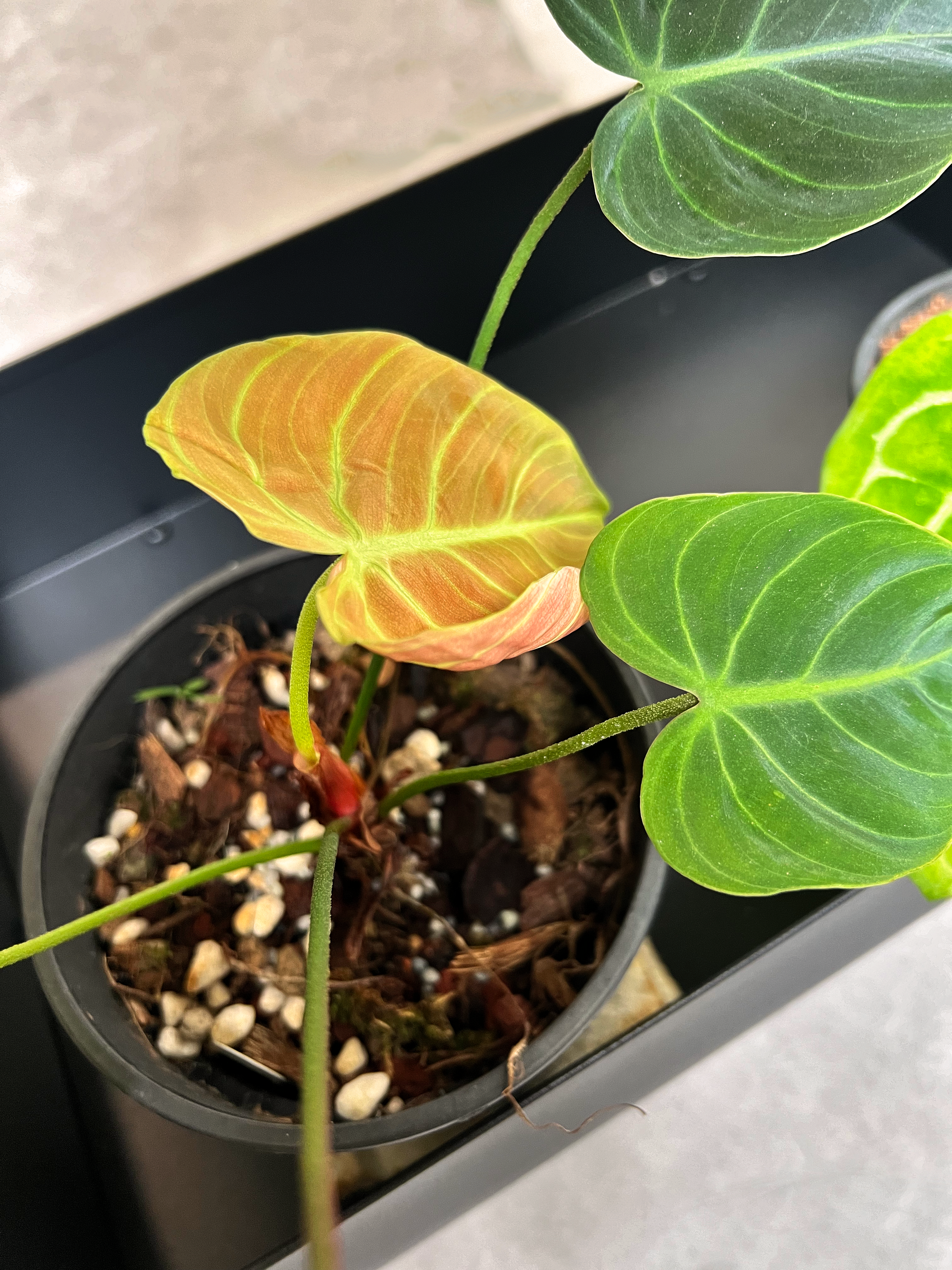 Our Plants at Home: A growing collection  - Yellow and green variegated leaves, vibrant plant in black pot, small orange