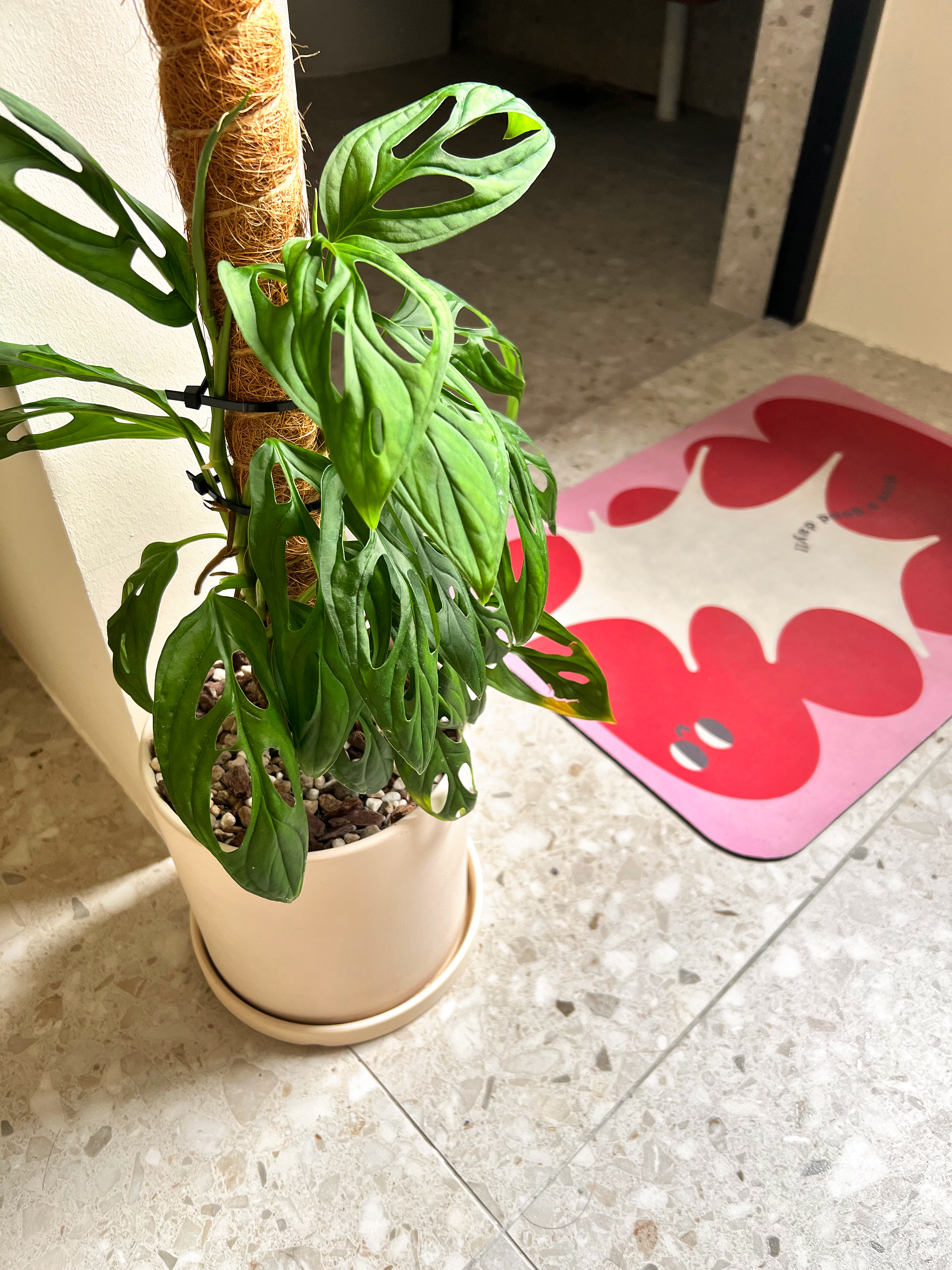 Our Plants at Home: A growing collection  - Green potted plant with unique leaf patterns, situated on a tiled floor next to a