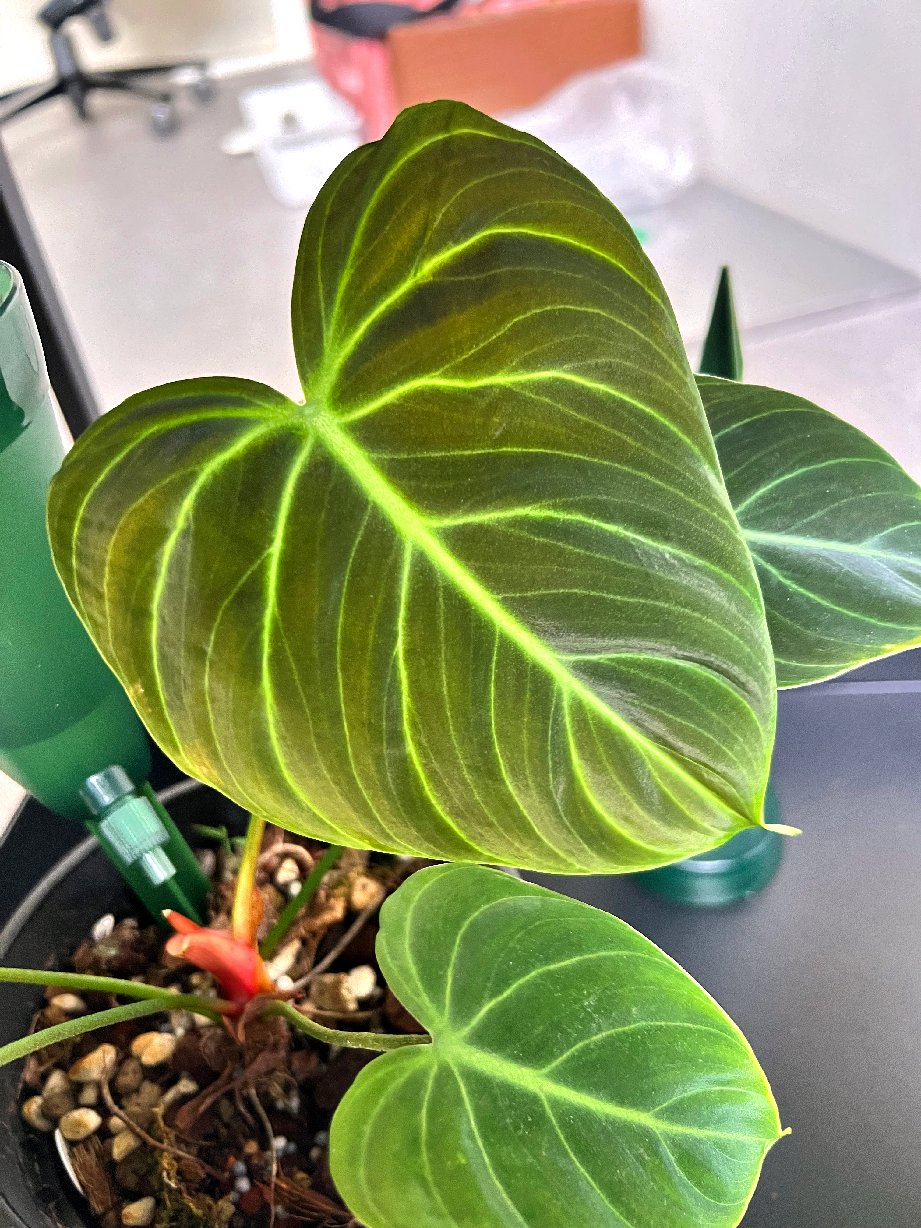 Our Plants at Home: A growing collection  - Green heart-shaped leaves with vibrant green veins, glossy surface, healthy
