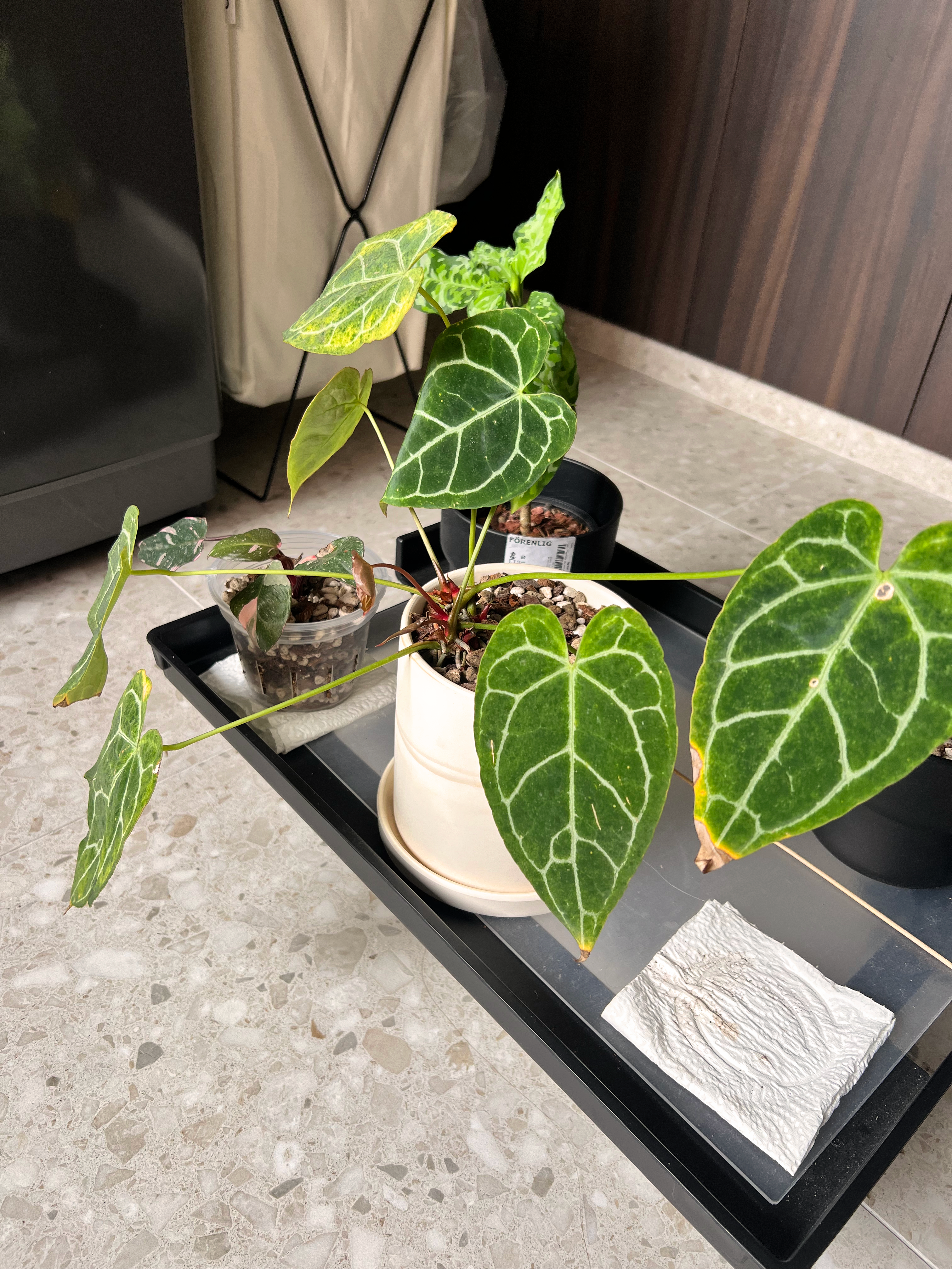 Our Plants at Home: A growing collection  - Green leafy plant with white veins, potted on a black tray, surrounded by other
